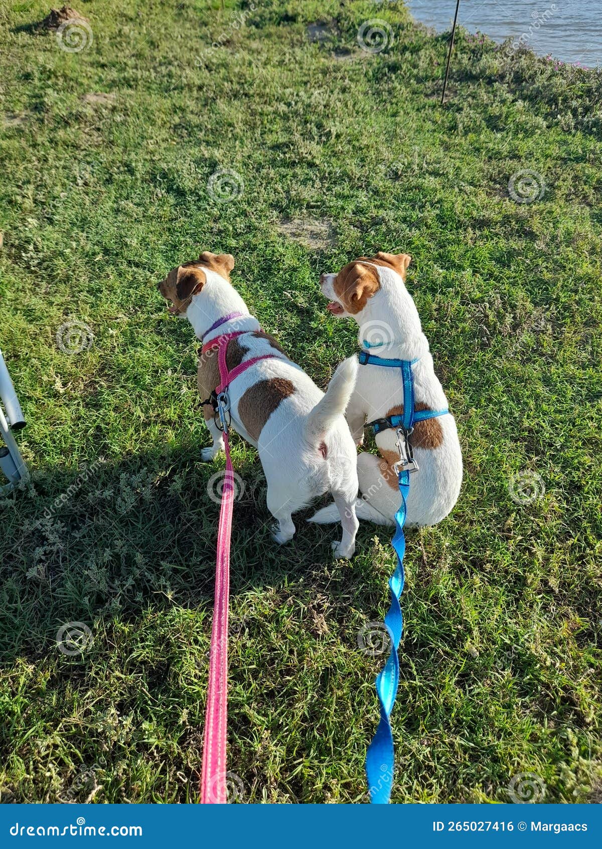 Male and Female Jack Russel on Grass Stock Photo Image of russel