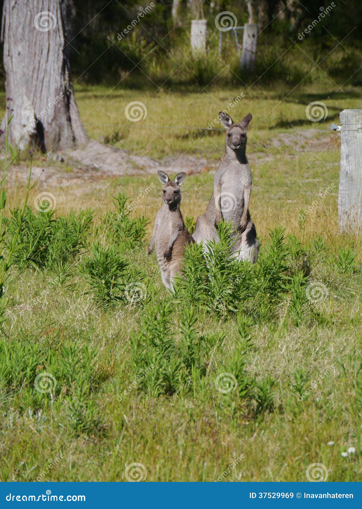 A Male and a Female Kangaroo Stock Image Image of native, south 37529969