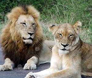 Female Lions Telegraph