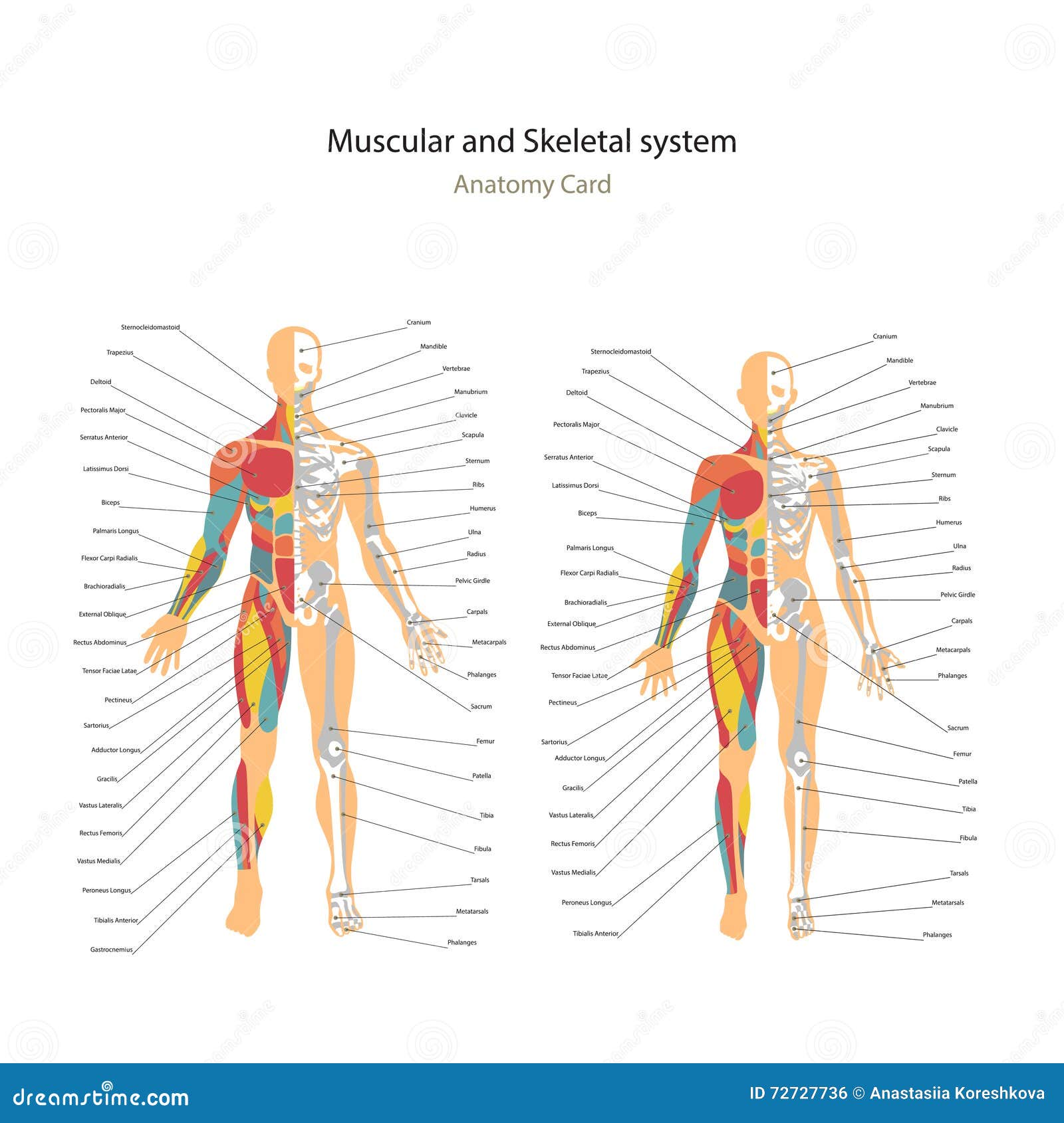 Male And Female Muscle And Bony System Charts With ... diagram of the meninges 