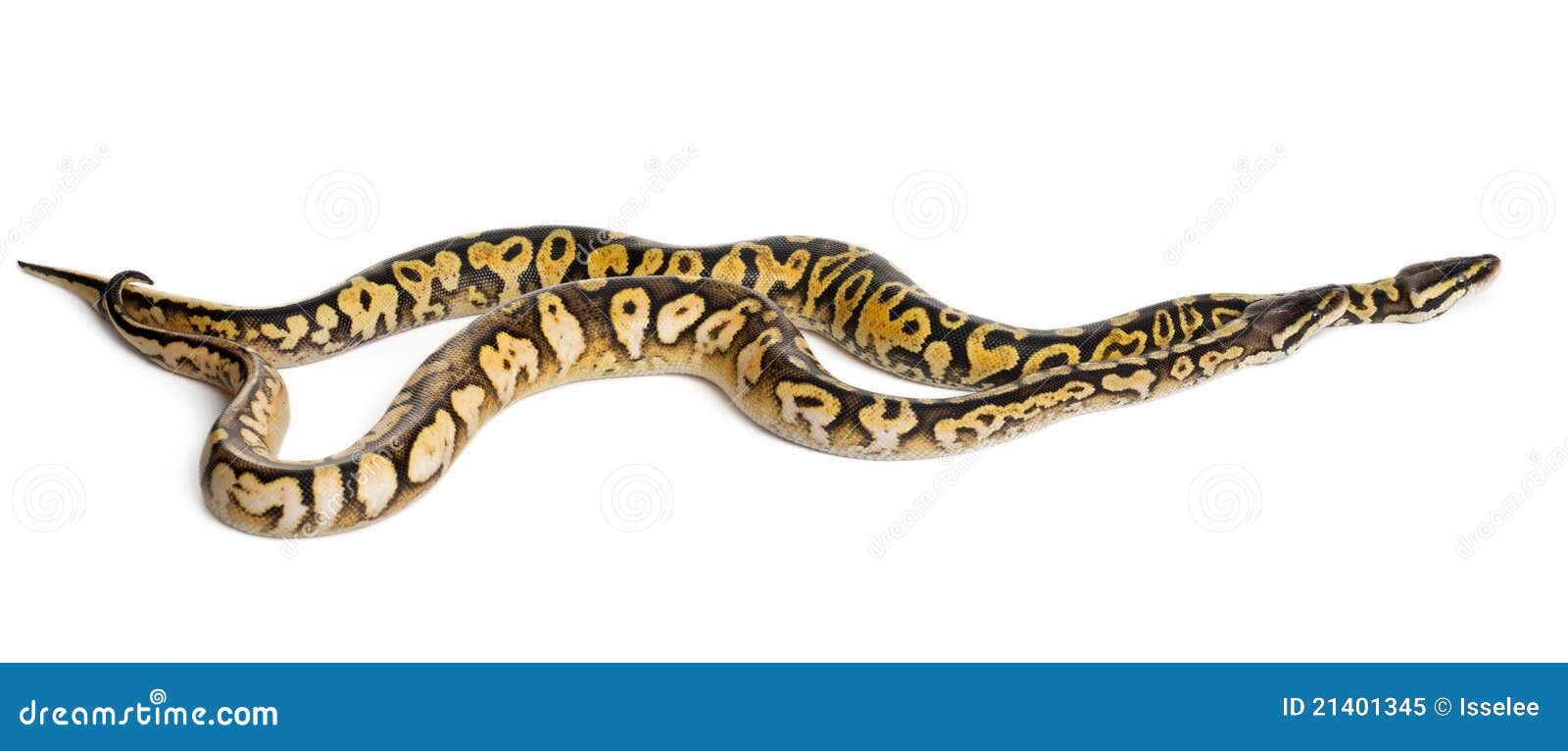 Male and female Pastel calico Royal Python, ball python, Python regius, in front of white background