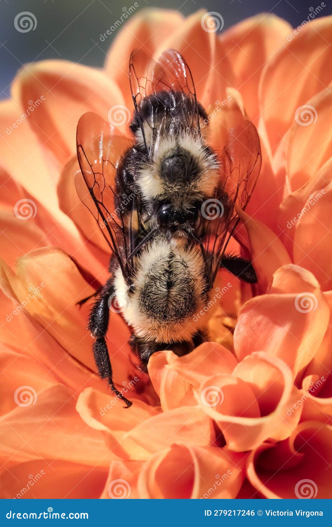 honey bee queen mating