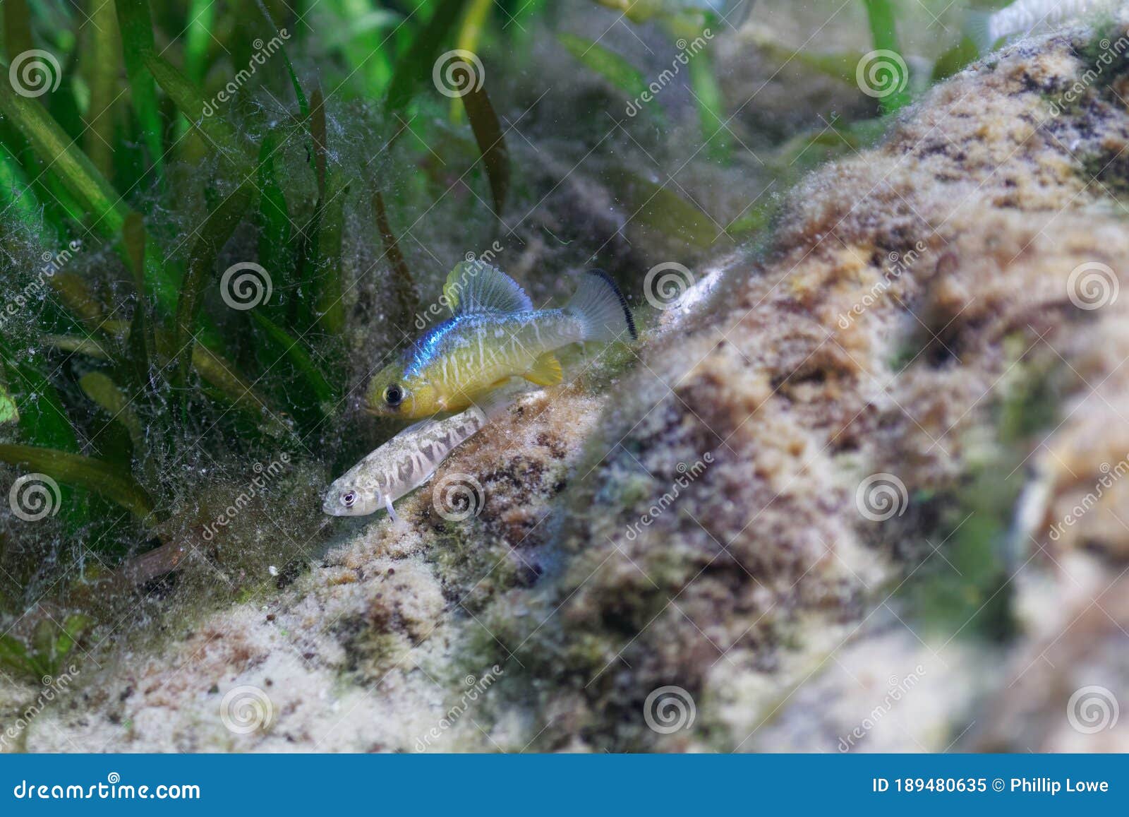 Male and Female Sheepshead Minnows Spawn in a Central Florida Spring Stock  Image - Image of breeding, beautiful: 189480635