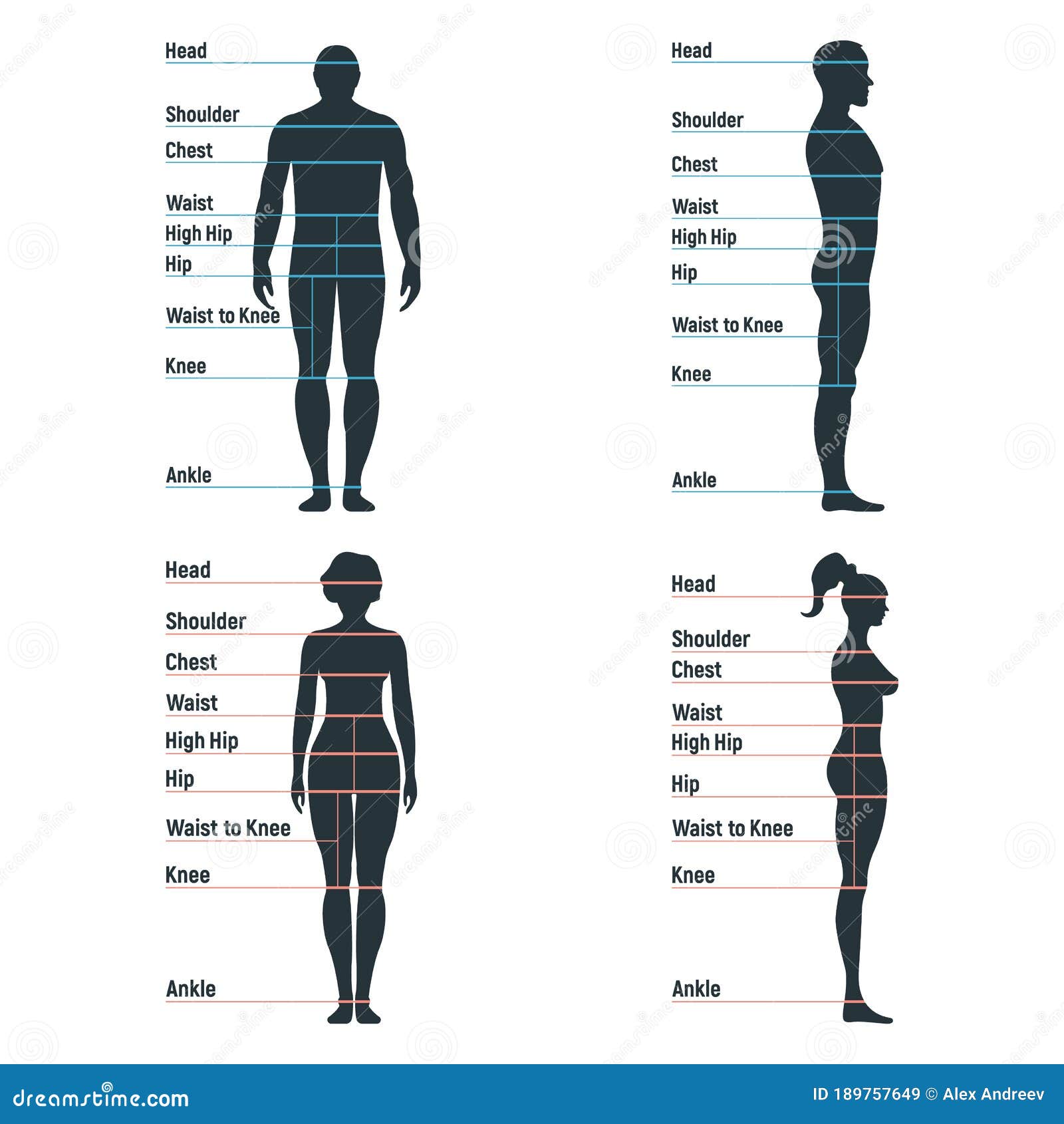 https://thumbs.dreamstime.com/z/male-female-size-chart-anatomy-human-character-people-dummy-front-view-side-body-silhouette-isolated-white-flat-vector-189757649.jpg