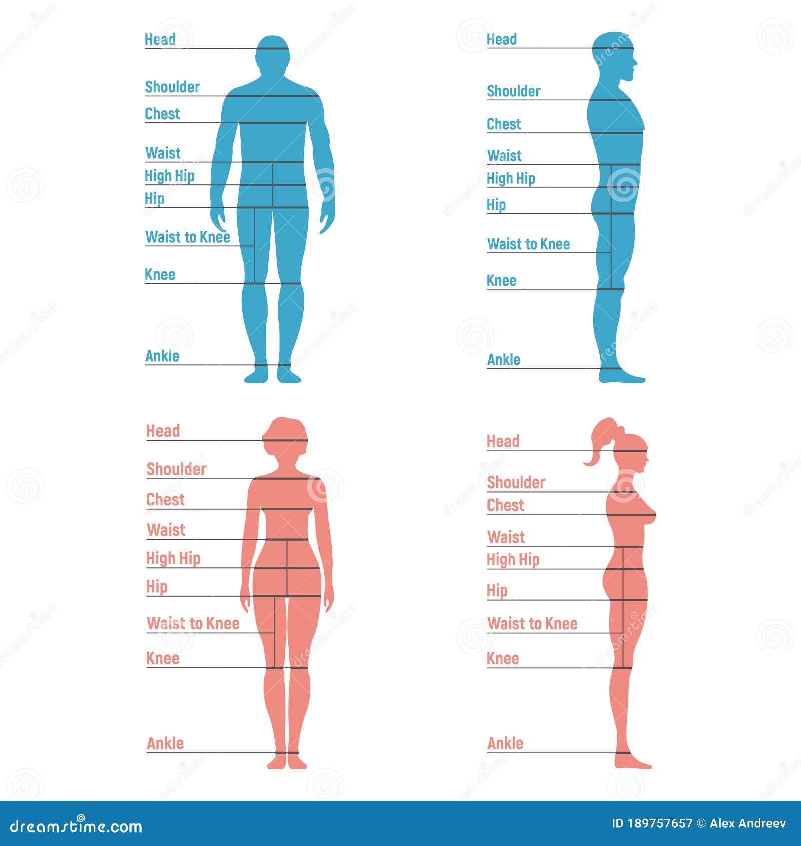 Male And Female Size Chart Anatomy Human Character, People Dummy Front