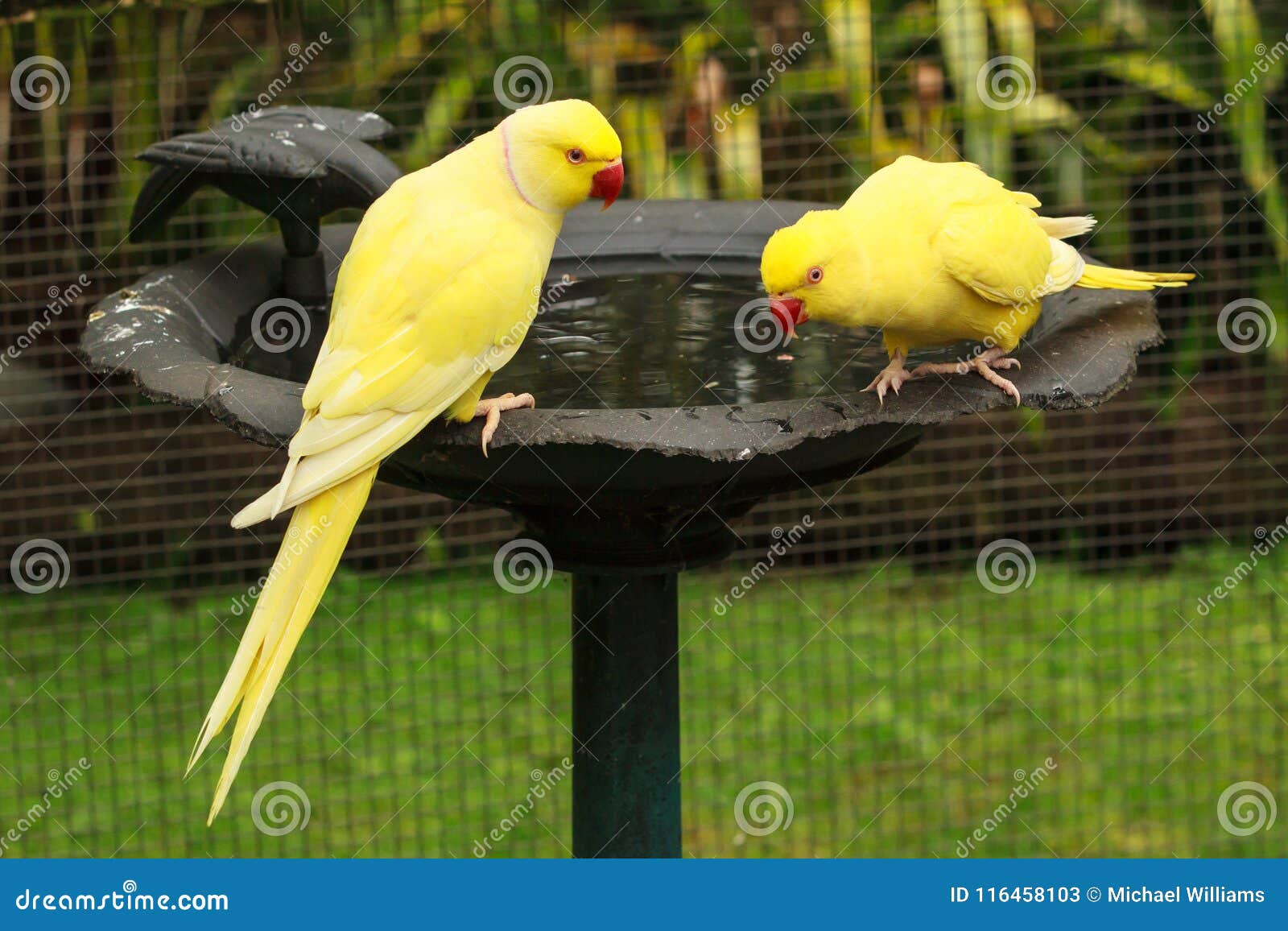 60+ Lutino Parakeet Stock Photos, Pictures & Royalty-Free Images - iStock