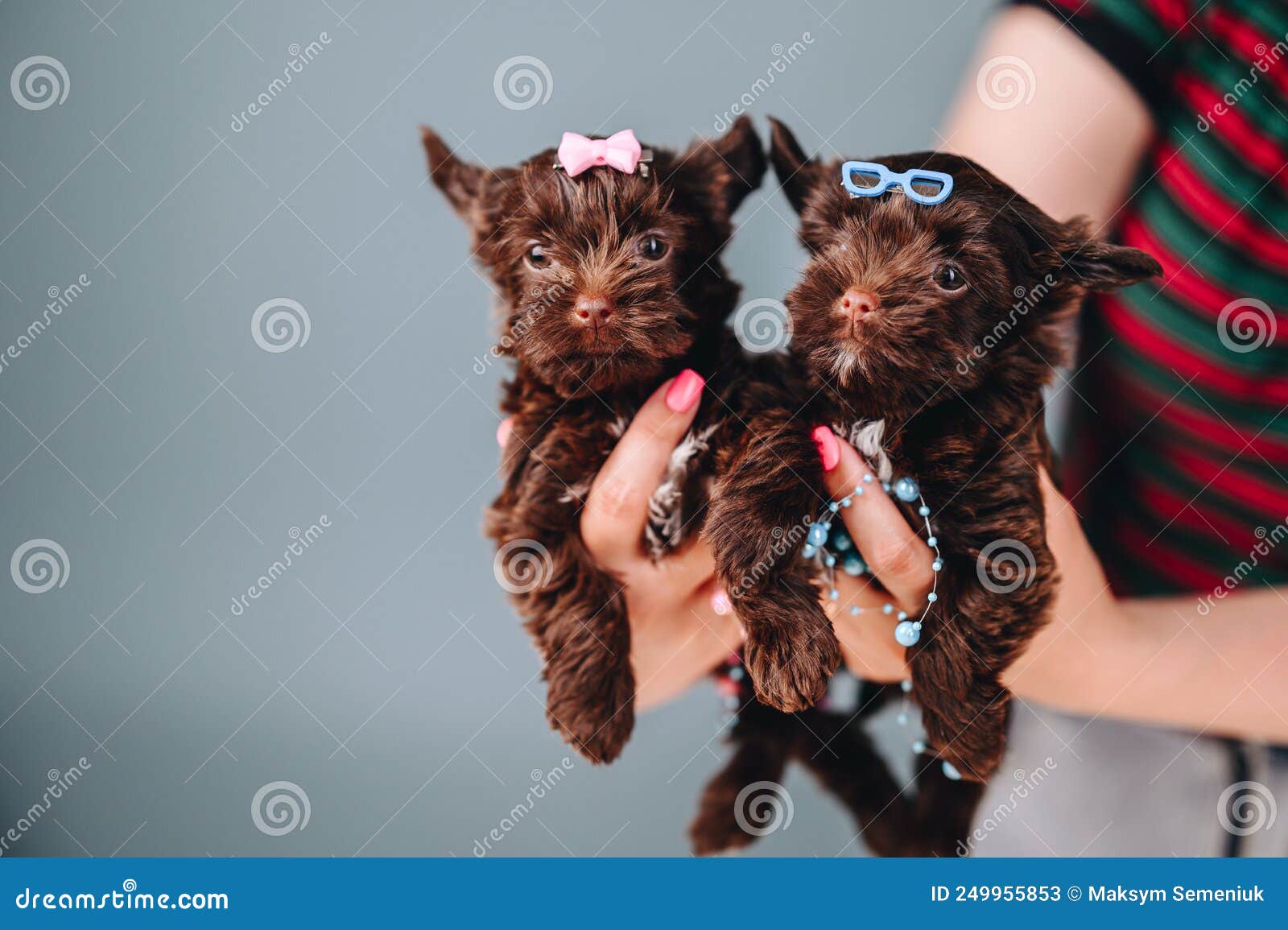 Yorkie face hair hi-res stock photography and images - Alamy