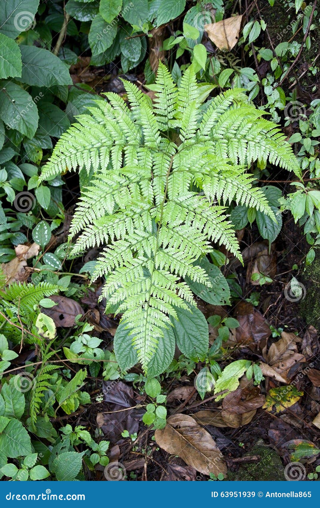 male fern (dryopteris filix-mas)