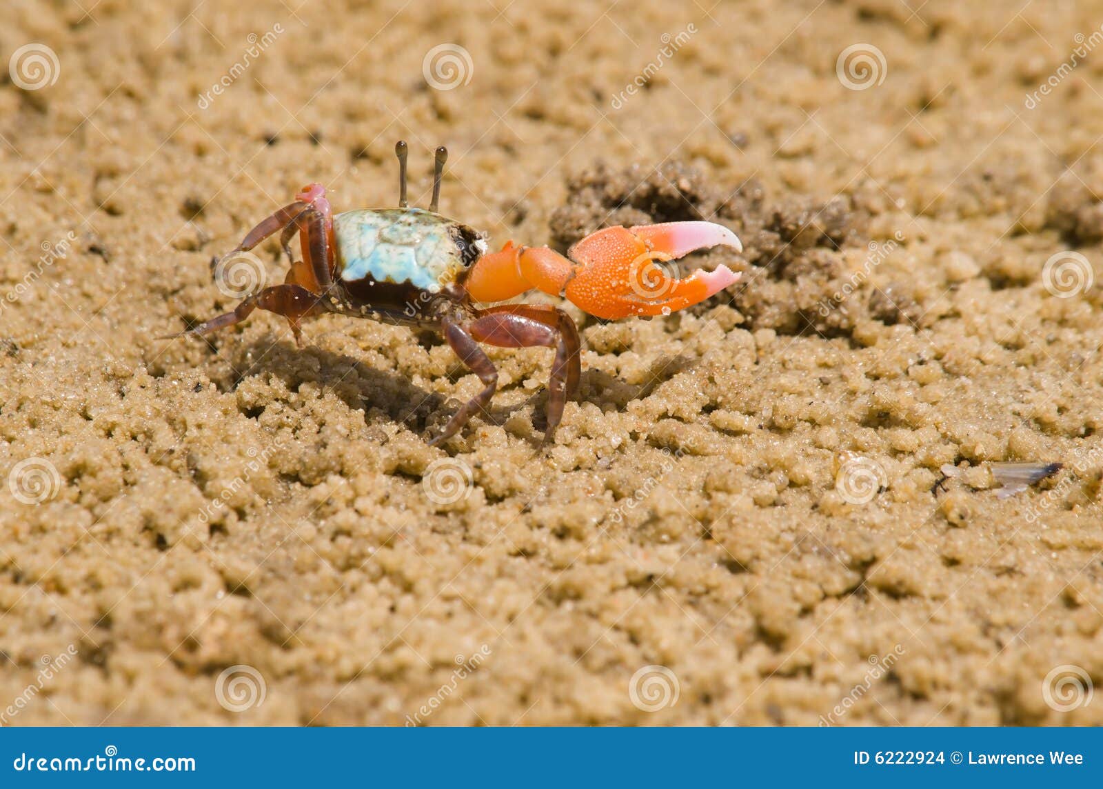 473 Male Blue Crab Stock Photos - Free & Royalty-Free Stock Photos from  Dreamstime