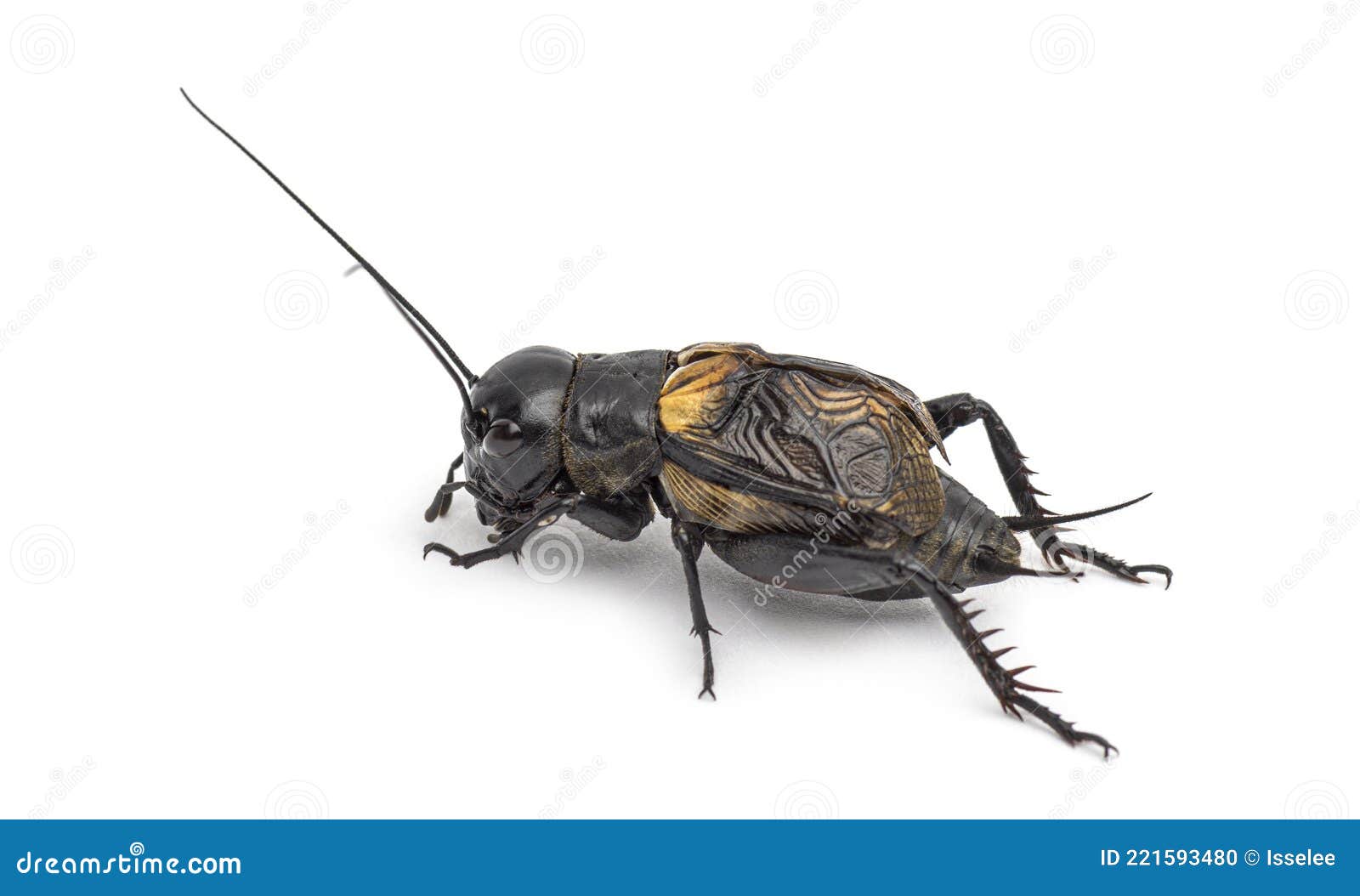 Male Field Cricket, Isolated Stock Photo Image of isolated, shot 221593480