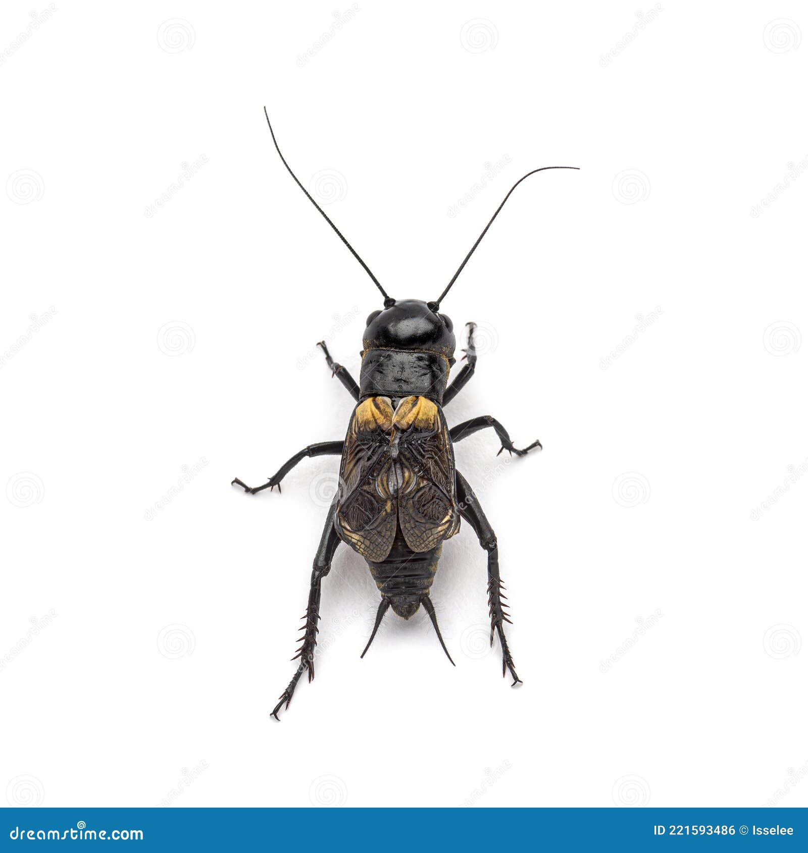Male Field Cricket, Isolated Stock Photo Image of insect, field
