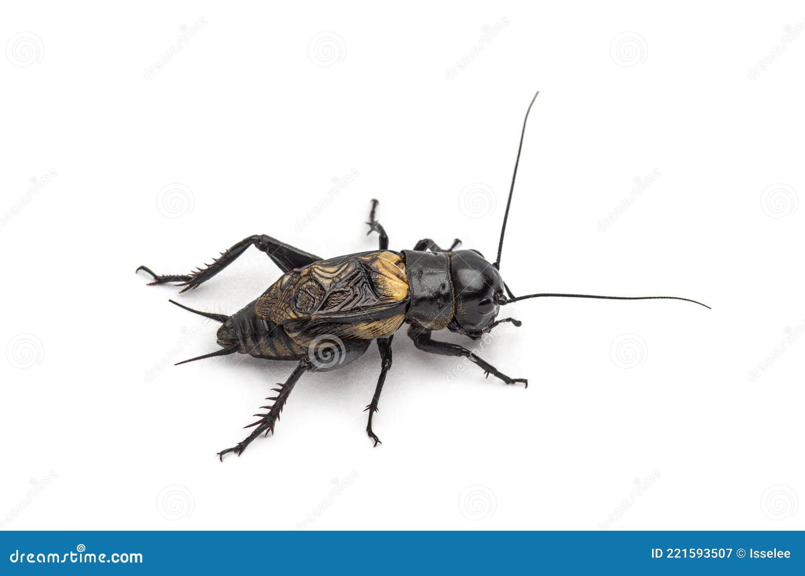 Male Field Cricket, Isolated Stock Image Image of background, people 221593507