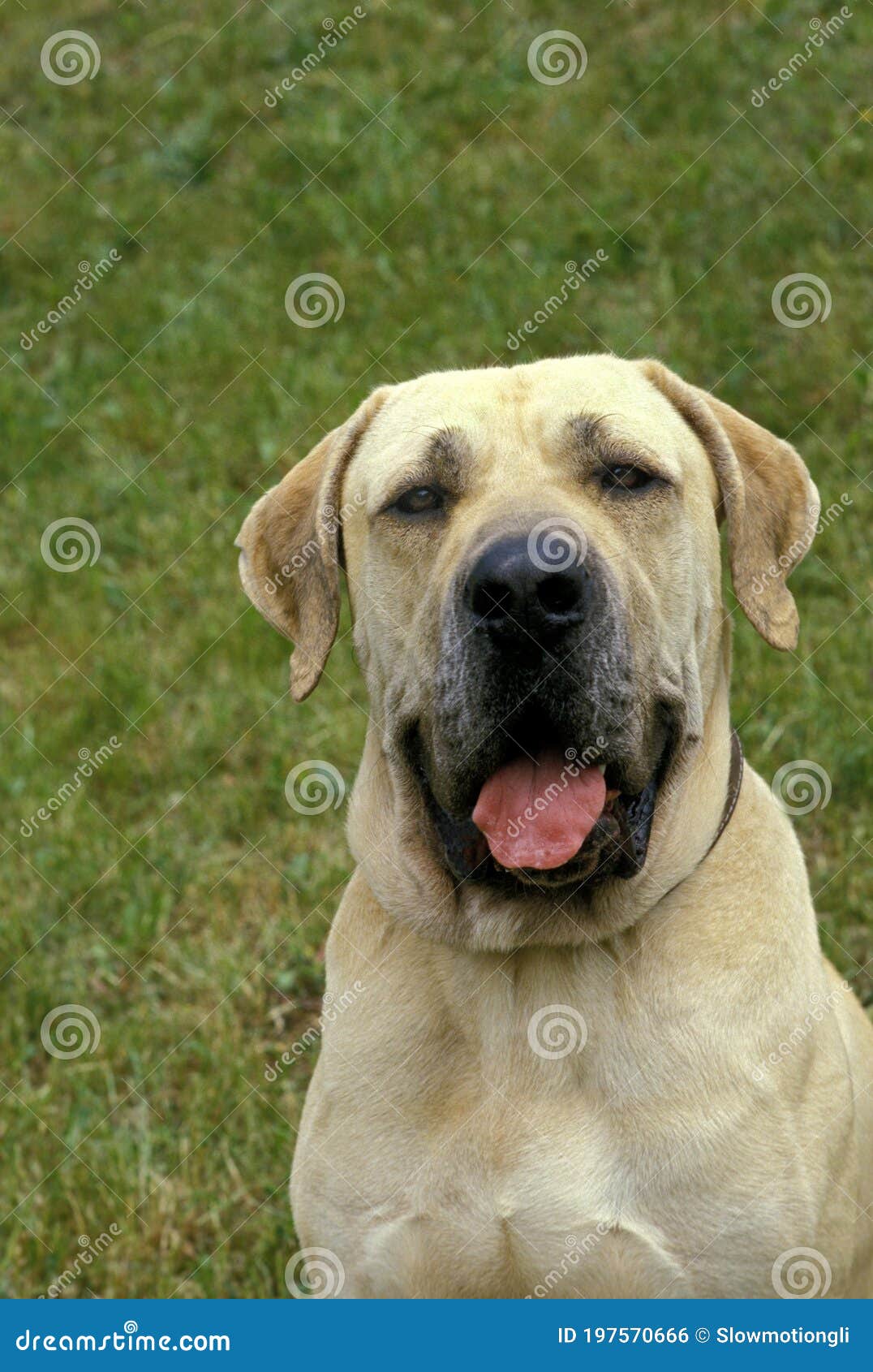 Male Fila Brasileiro, a Dog Breed from Brazil Stock Photo - Image