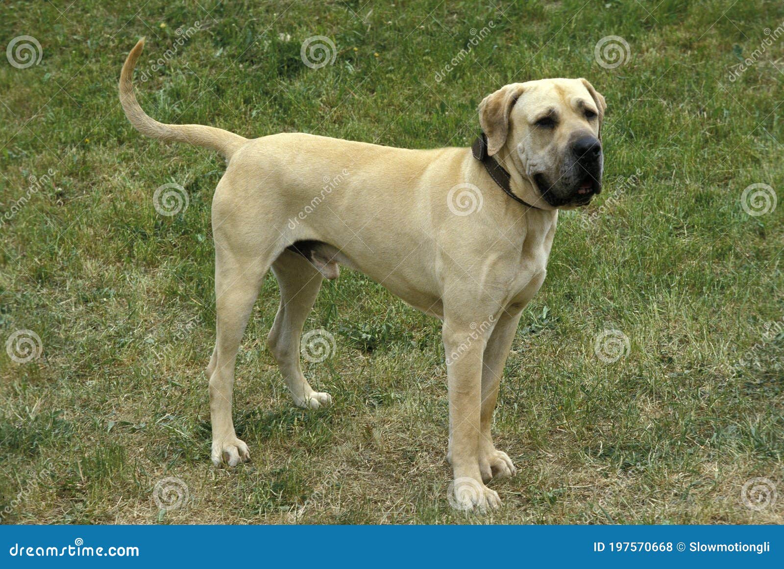 Male Fila Brasileiro, a Dog Breed from Brazil Stock Photo - Image