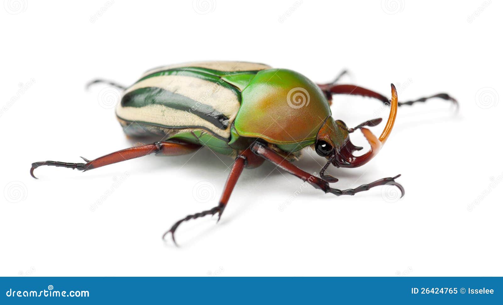 male flamboyant flower beetle