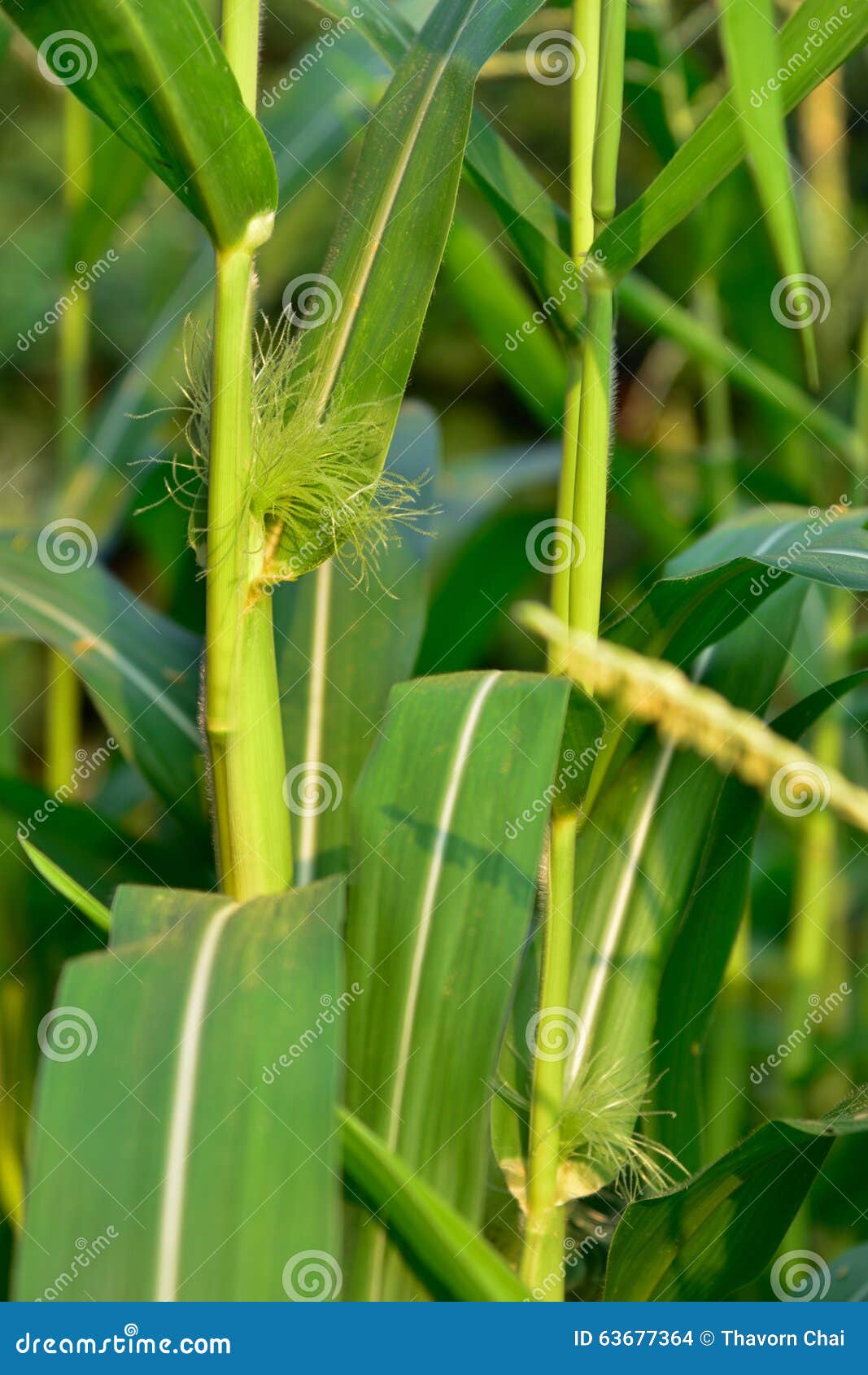 Male flowers of corn stock photo. Image of male, maize 63677364