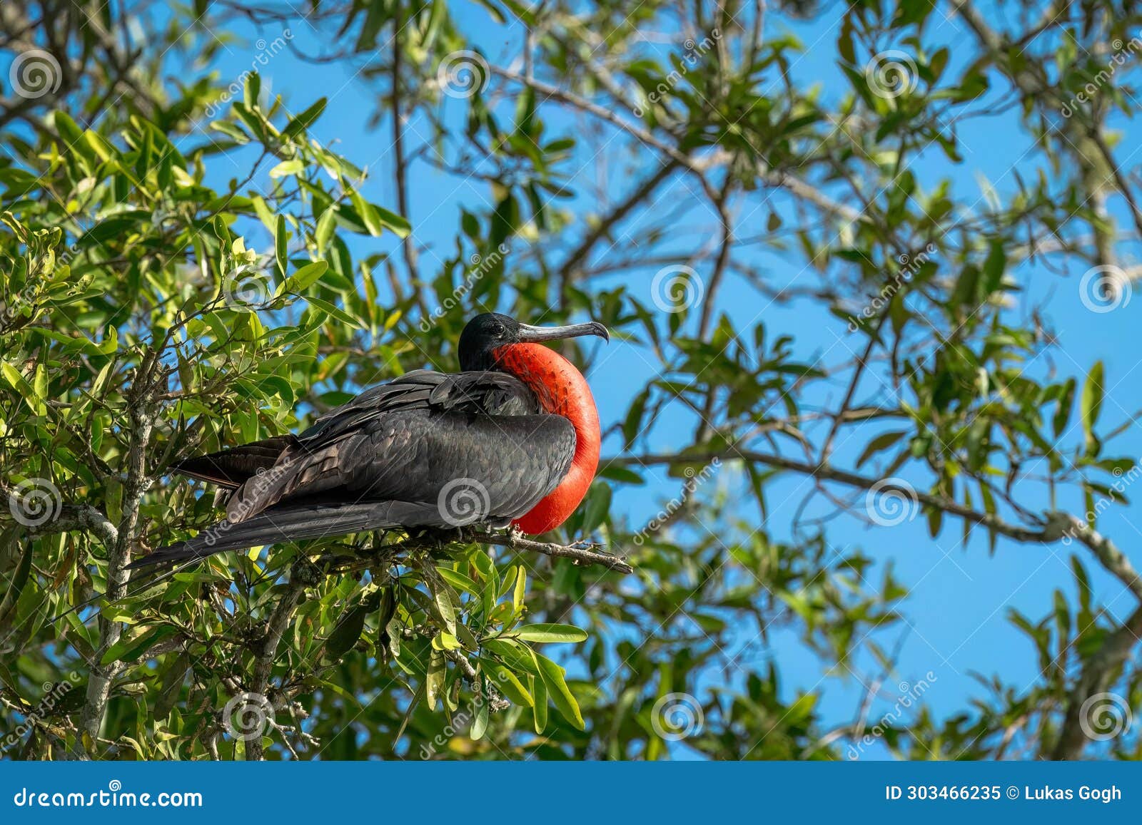 Craw Birds Stock Photos - Free & Royalty-Free Stock Photos from