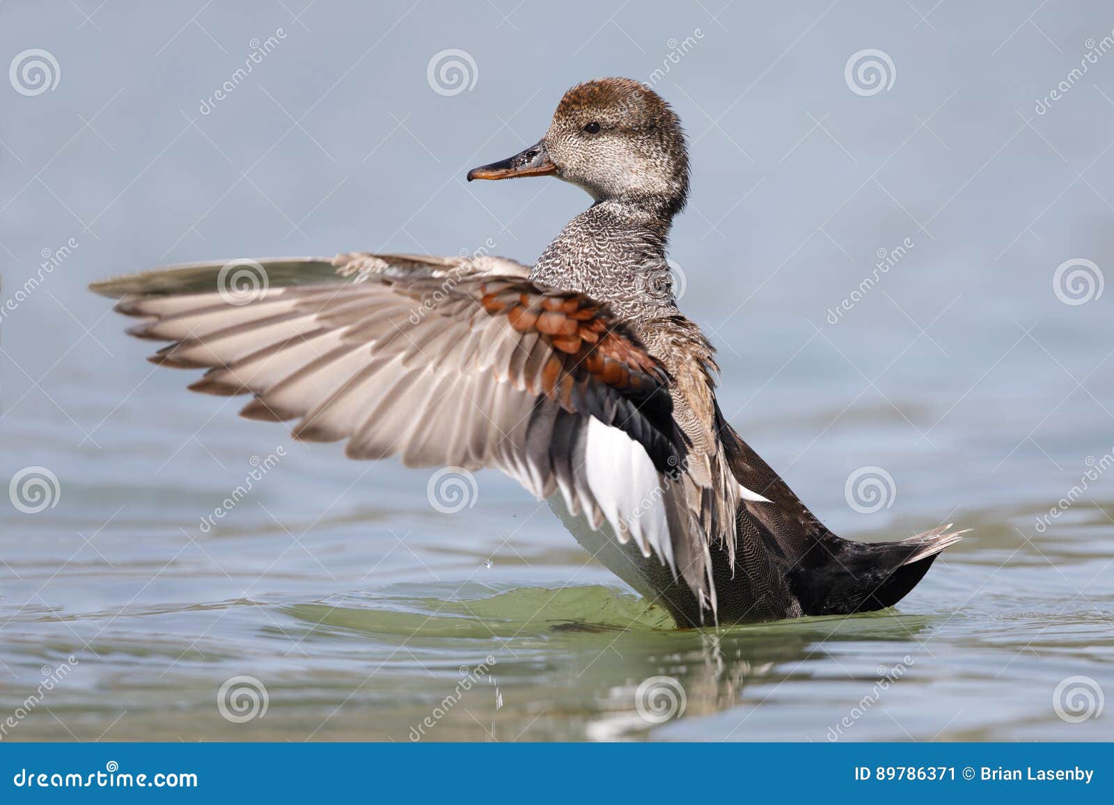 Gadwall RoyaltyFree Stock Photo 27373383