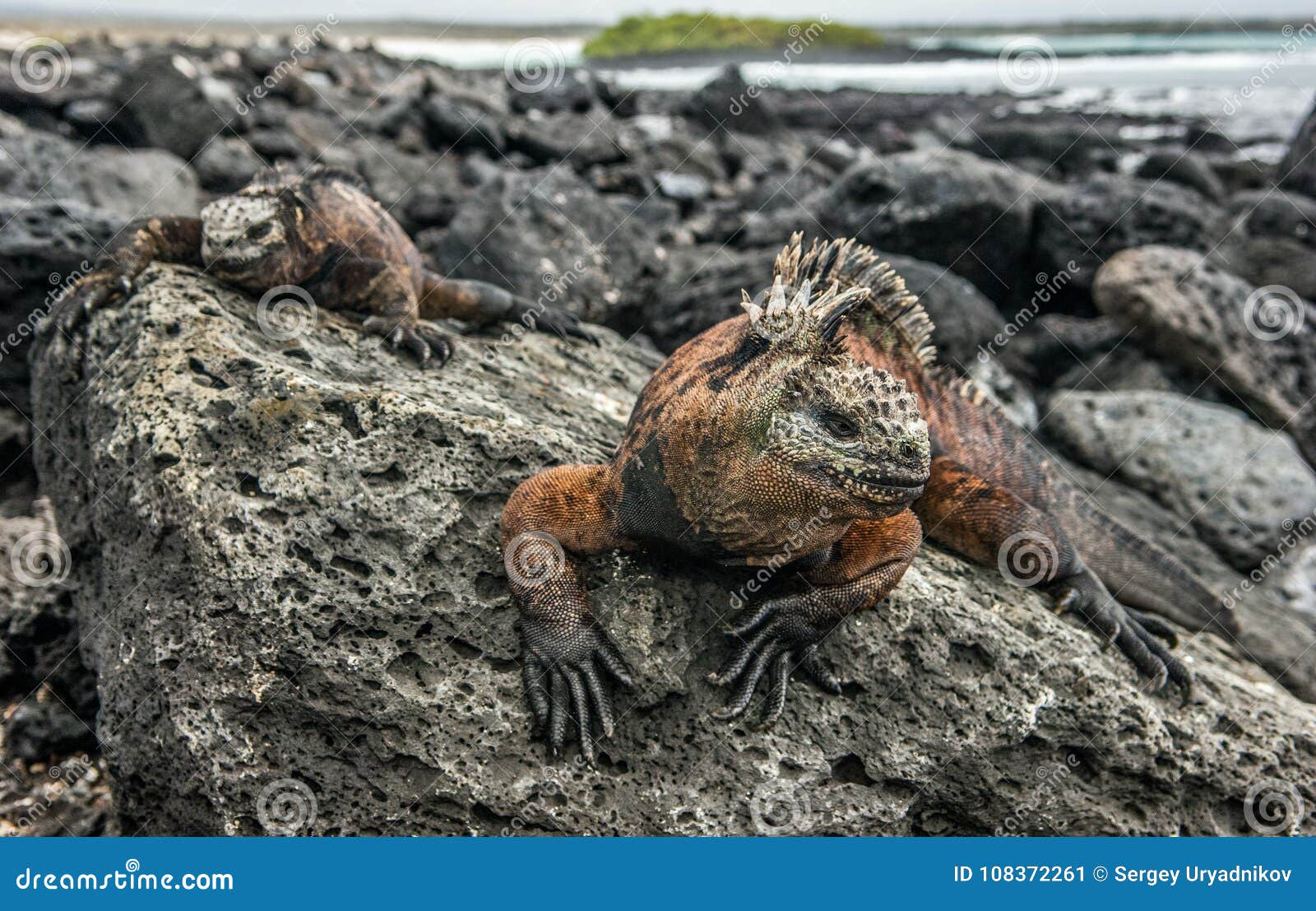 a male of galapagos marine iguana resting on lava rocks amblyrhynchus cristatus.