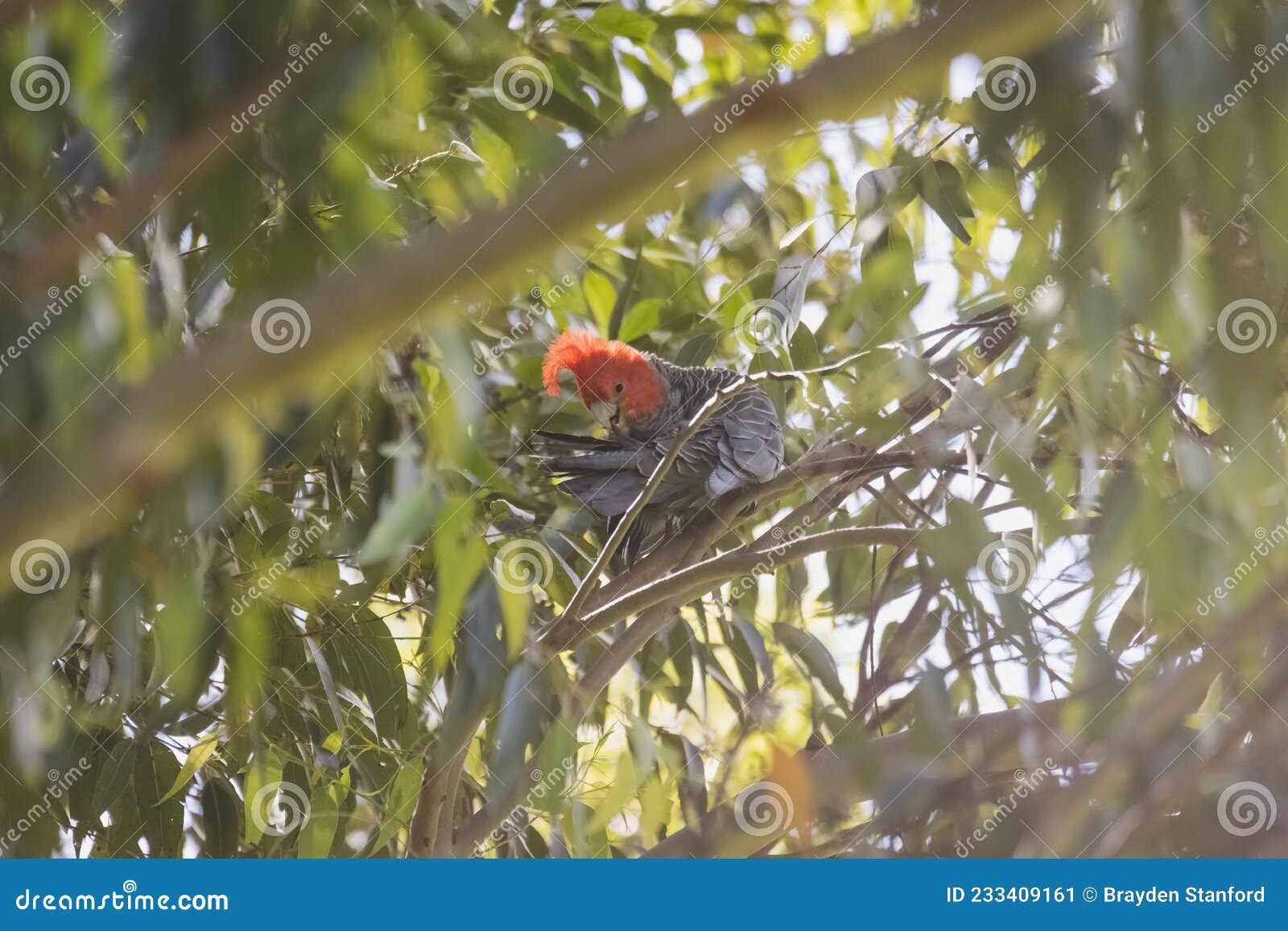 male gang gang cockatoo sitting in gum tree with leaves and branches in the background at dalgety, nsw, australia