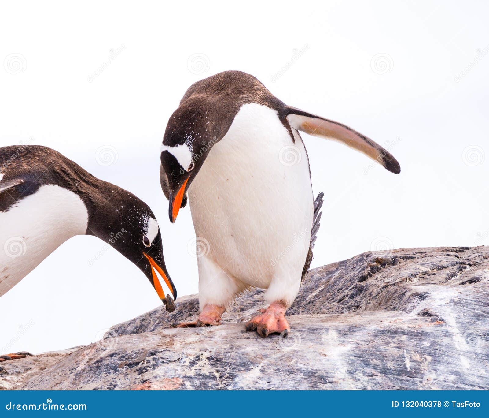 Male Gentoo Penguin Offering Stone To Female, Who Is Bowing While Standing On Rock, Mikkelsen Harbour On Trinity Stock Photo - Image Of Partnership, Animals: 132040378