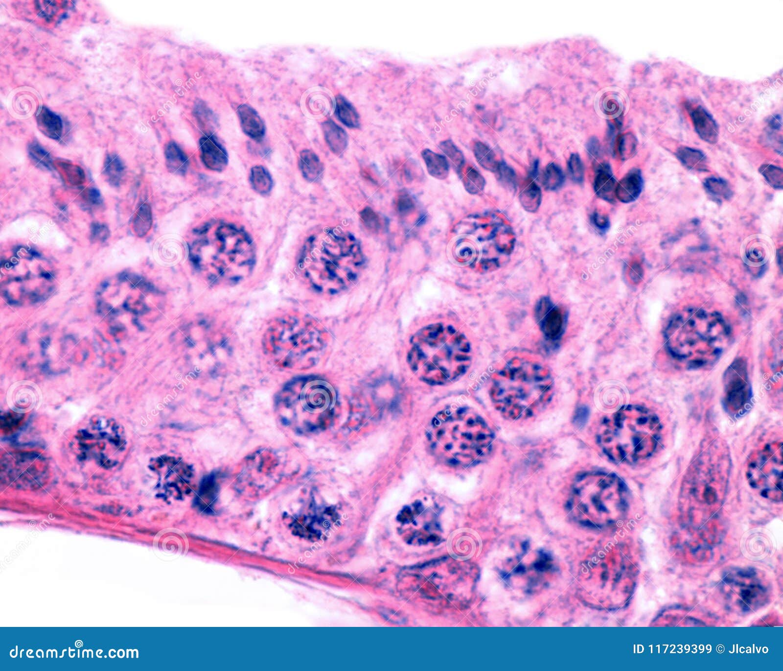 male germinal epithelium. spermatogenesis
