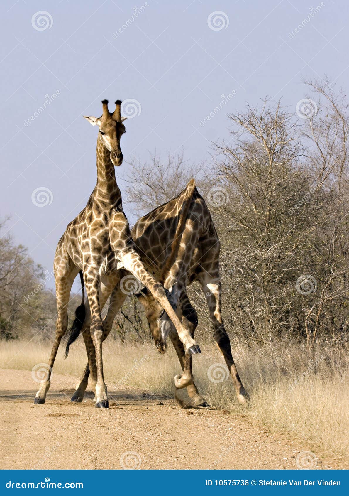 Male giraffe fighting stock photo. Image of kruger, animal 10575738