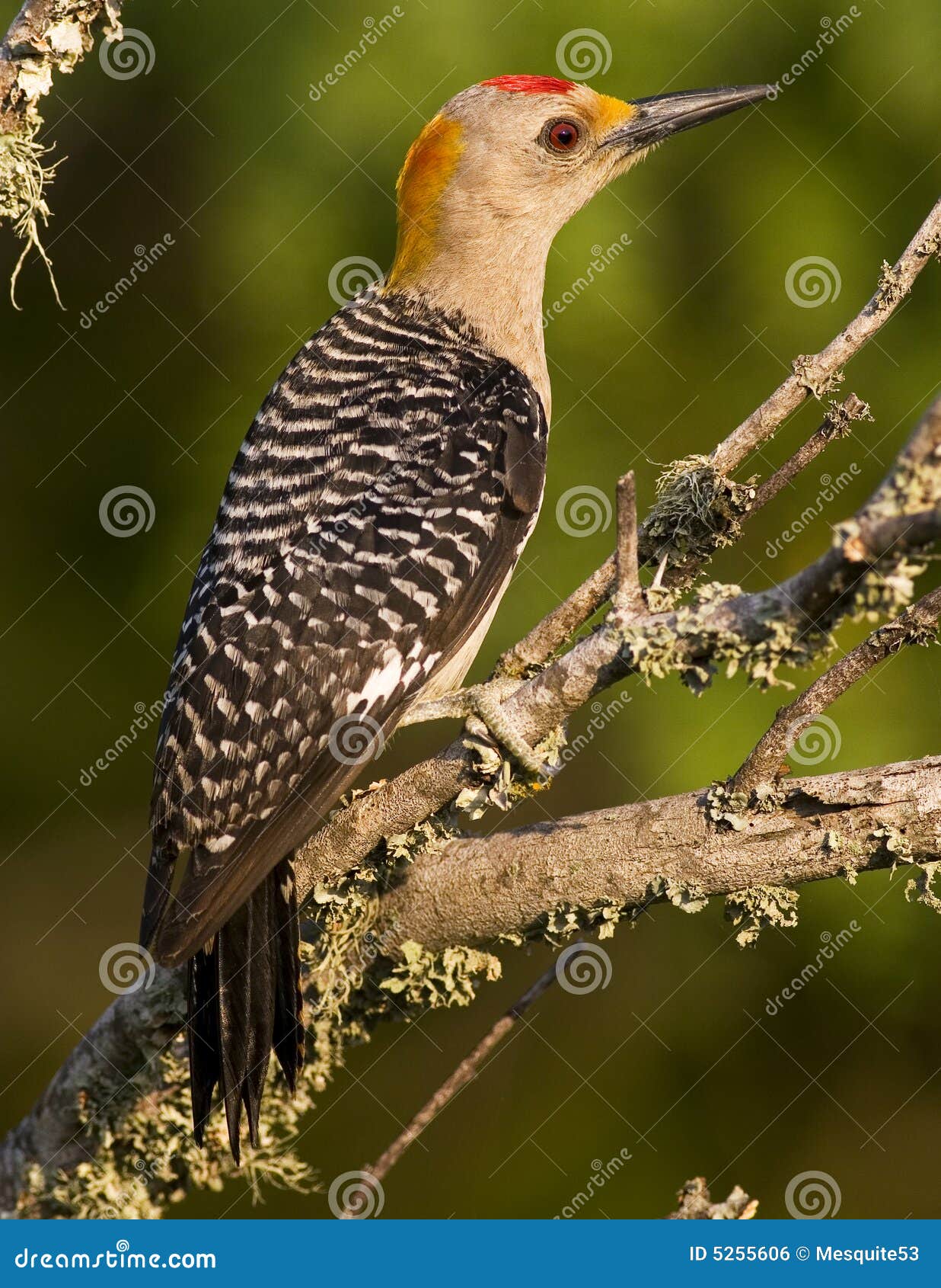 Male Golden-fronted Woodpecker Stock Photo - Image of birds, woodpecker