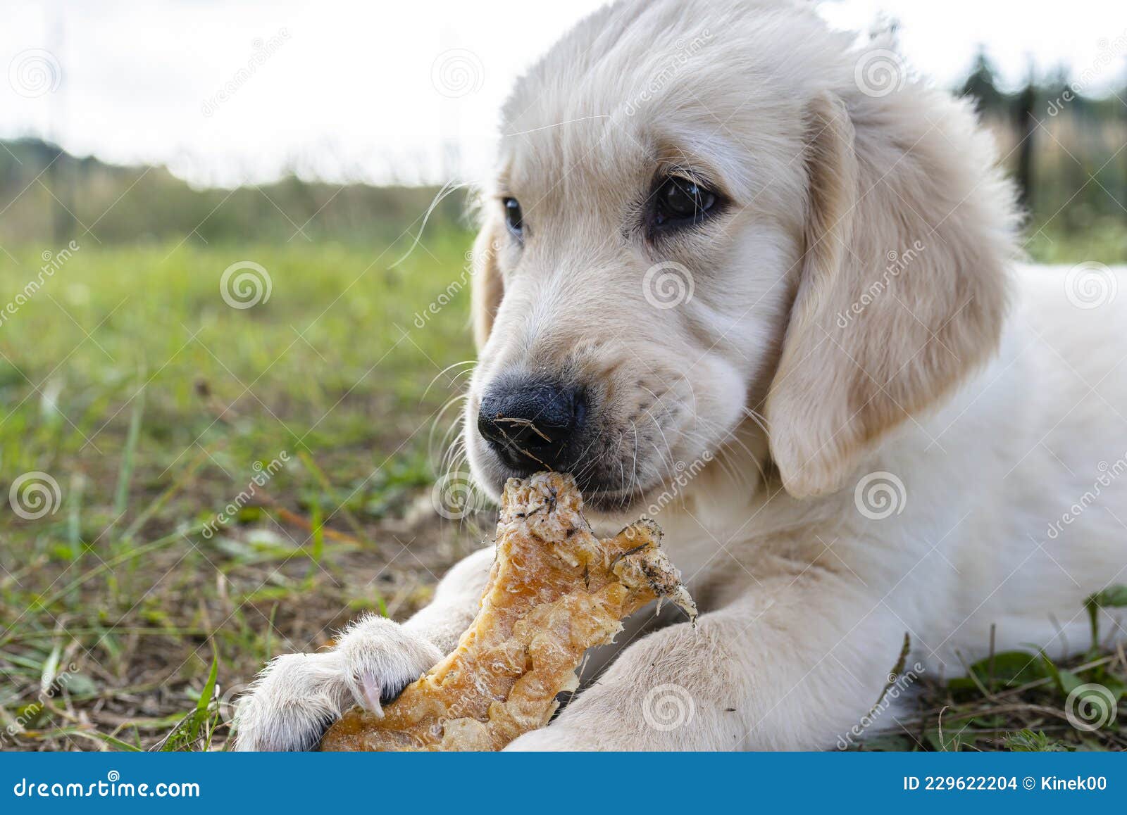 puppies eating bones
