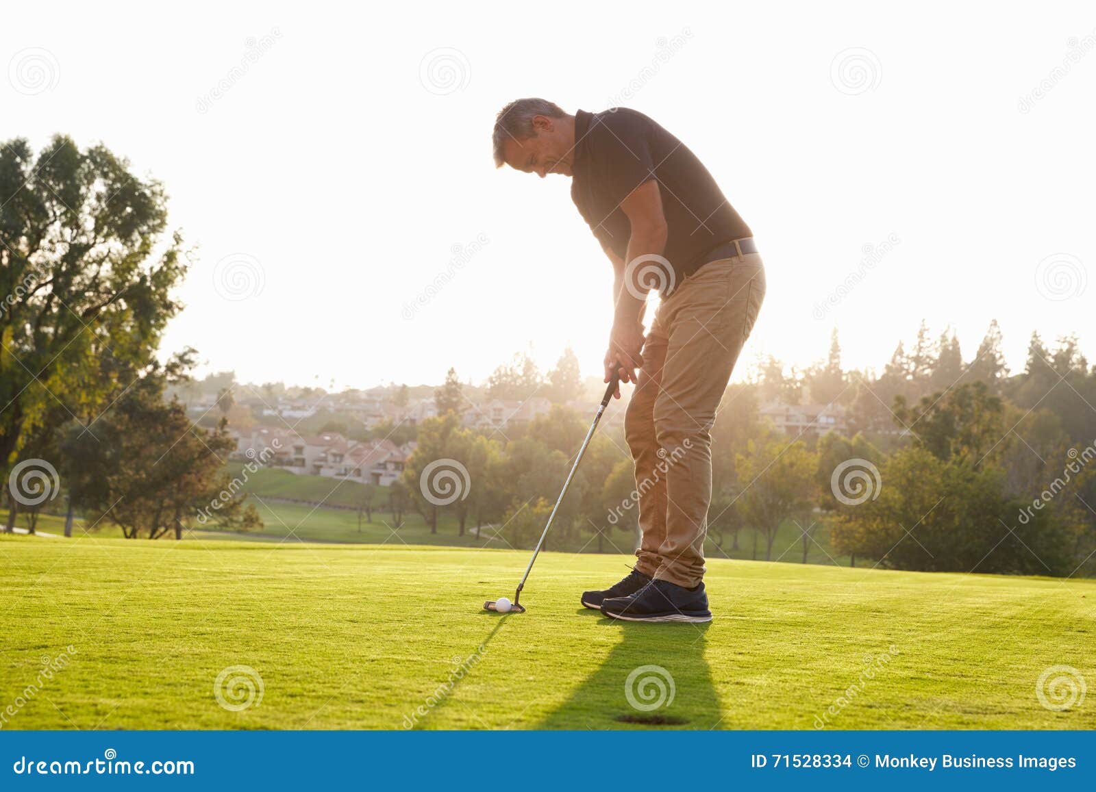 Male Golfer Lining Up Putt on Green Stock Photo Image of playing