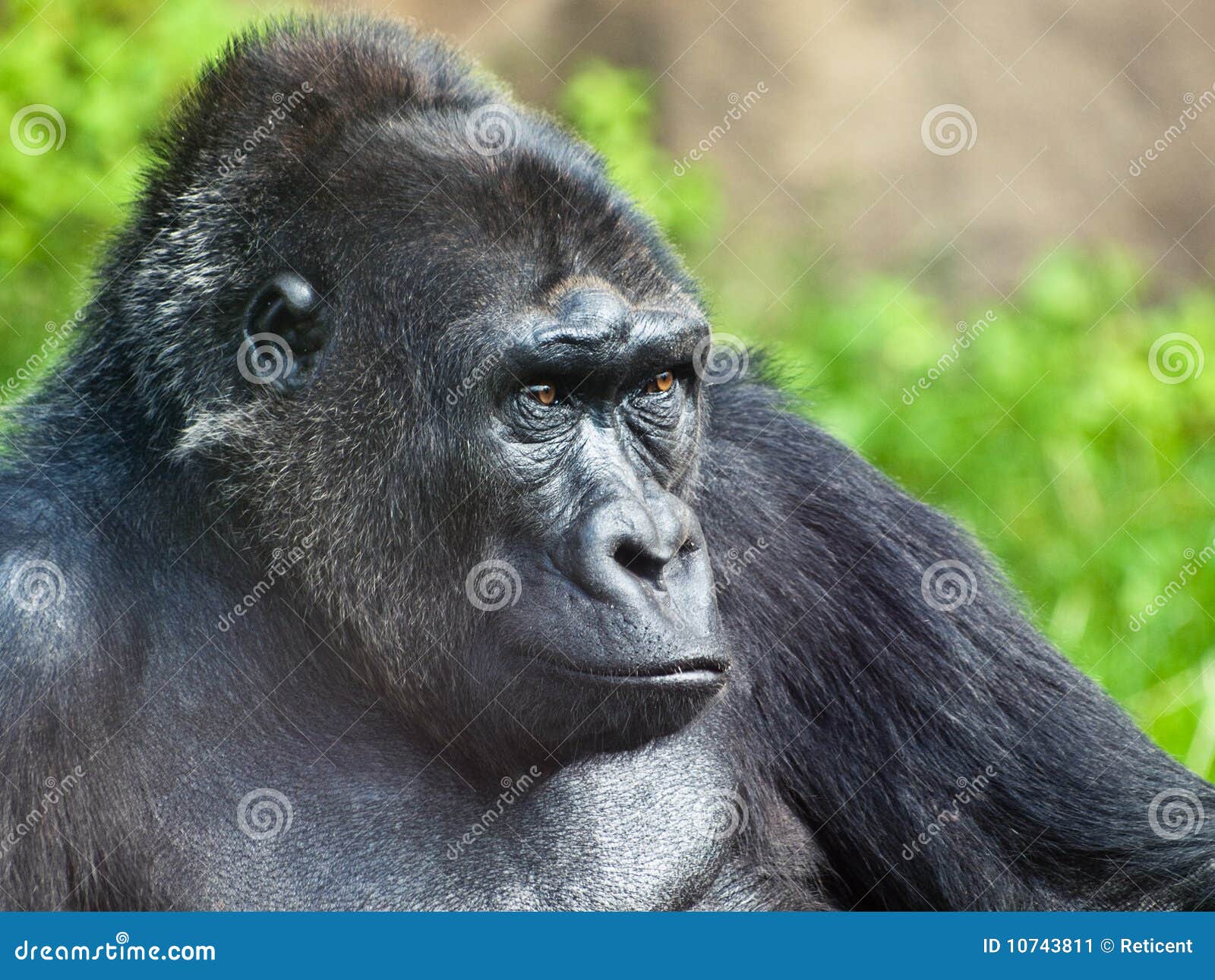 Male gorilla stock image. Image of gorilla, animal, male - 10743811