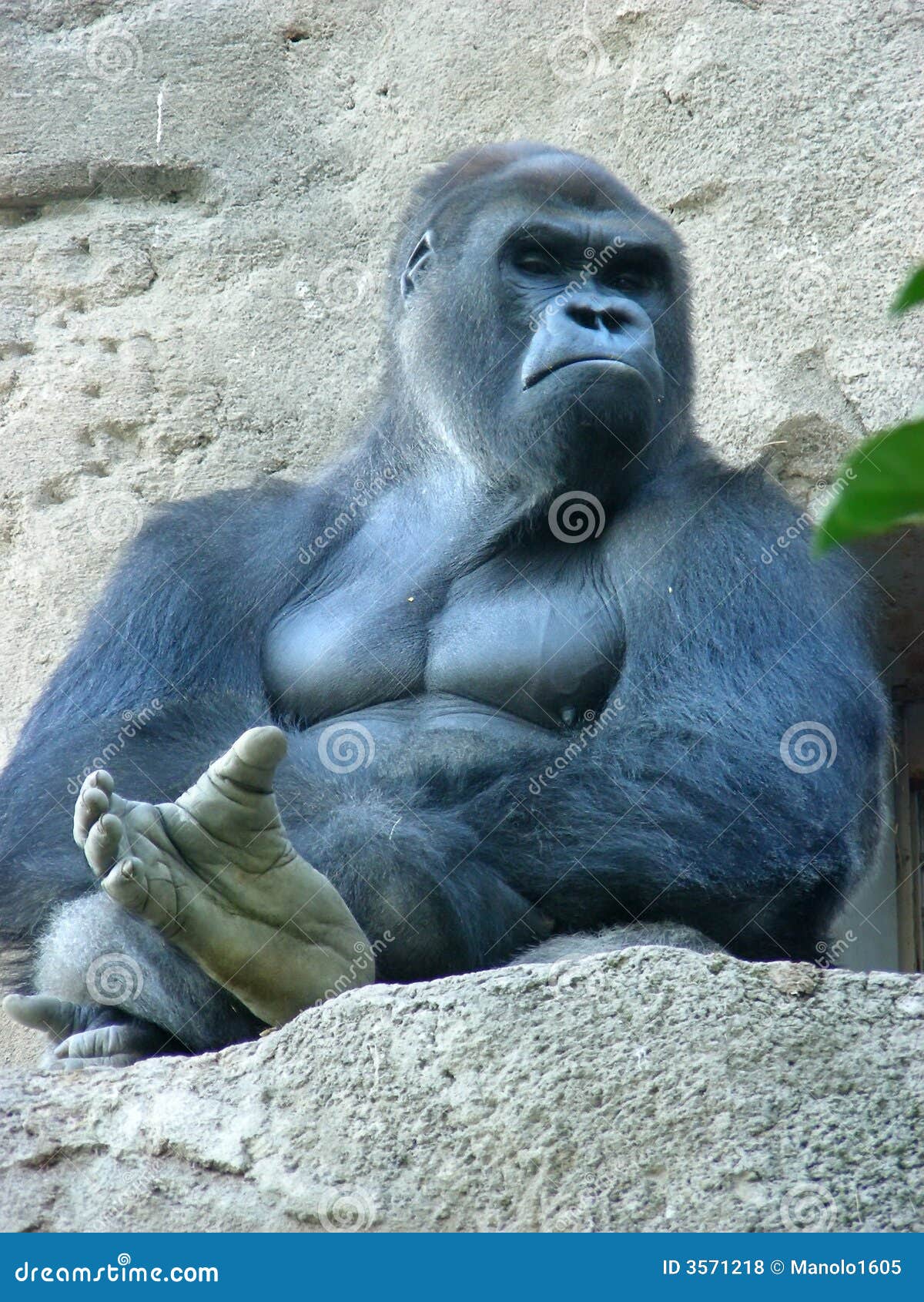 hairless muscular silverback gorilla hairless muscular silverback gorilla