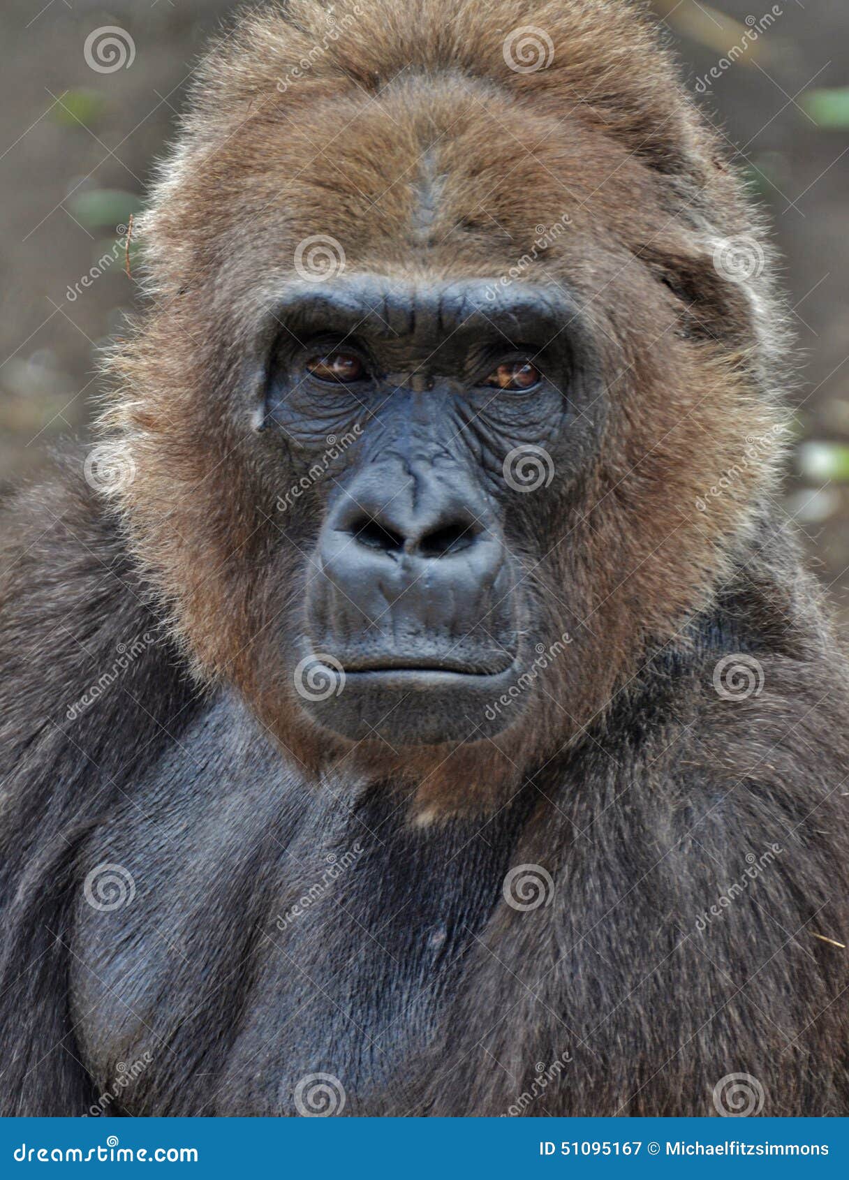 Male Gorilla stock image. Image of animal, mammal, male - 51095167
