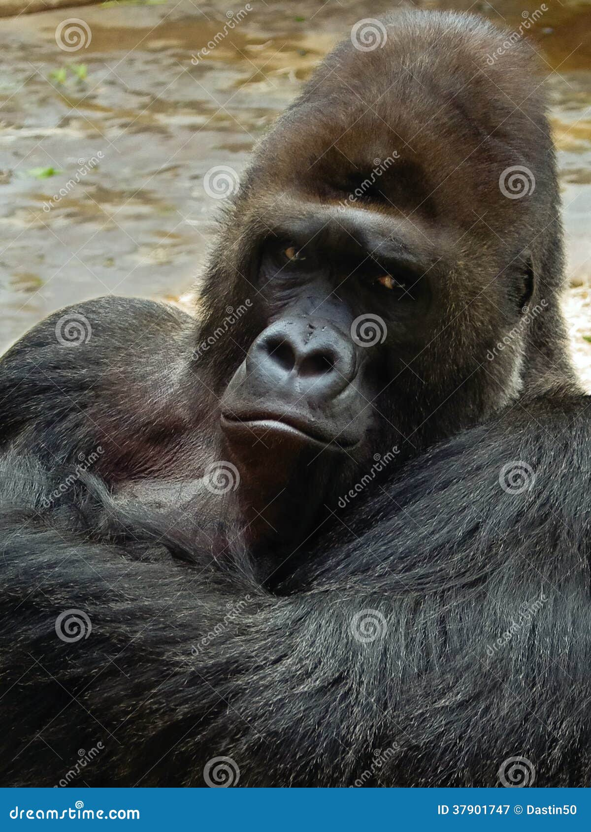 Big Male Gorilla Royalty-Free Stock Photo | CartoonDealer.com #12138021