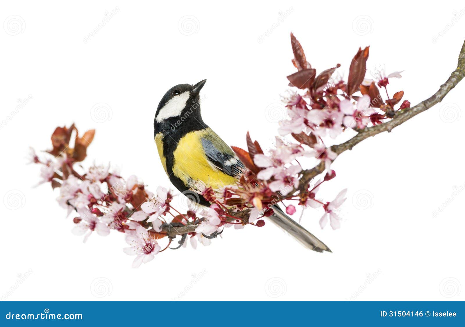 male great tit looking up, perched on a flowering branch