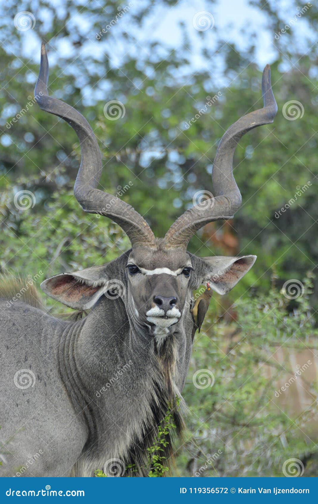 male greater kudu with oxpecker showing impressive horns