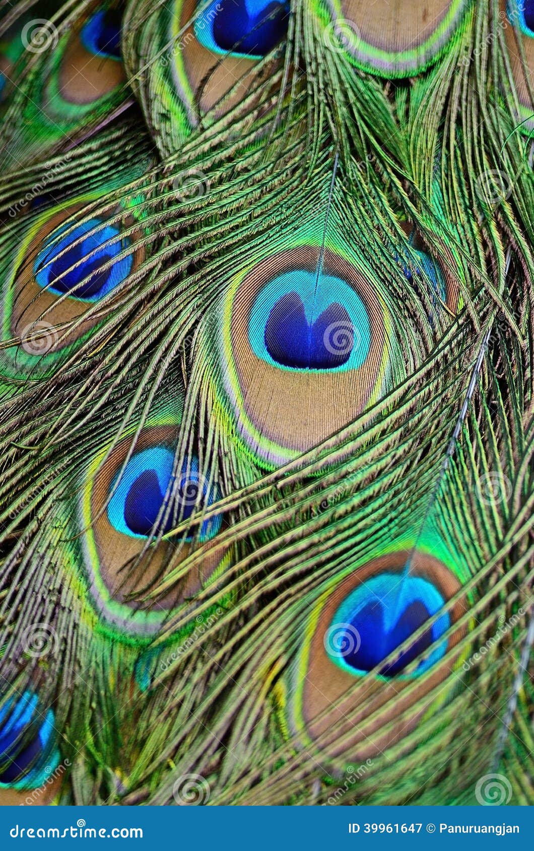 Male Green Peacock Feathers Stock Image - Image of plumage, elegant ...
