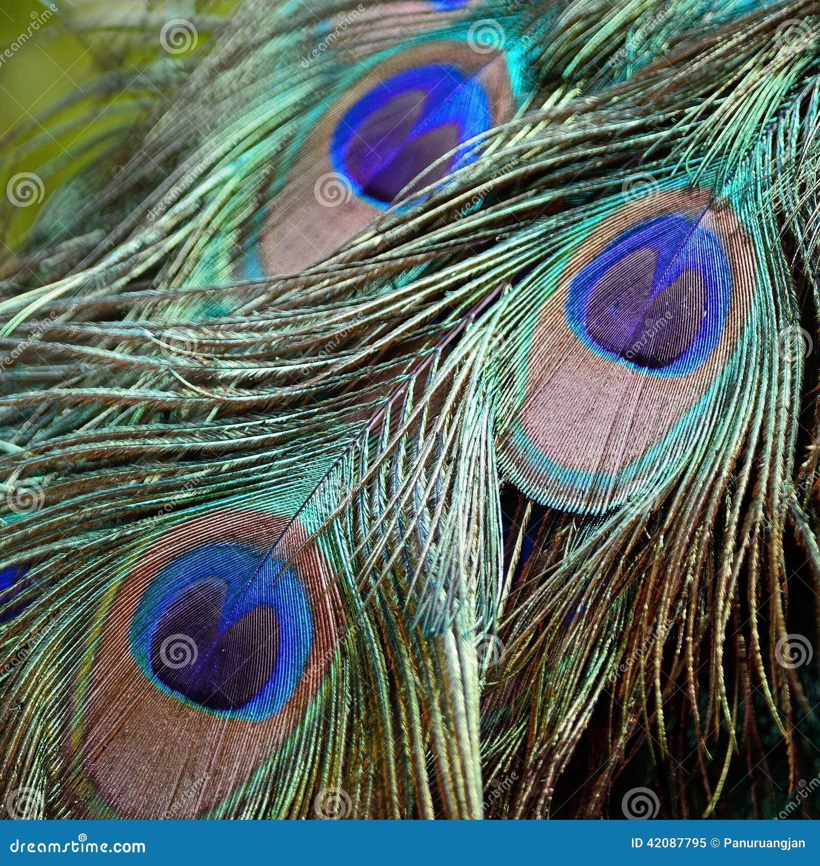 Male Green Peafowl Feathers Stock Image - Image of bird, background ...