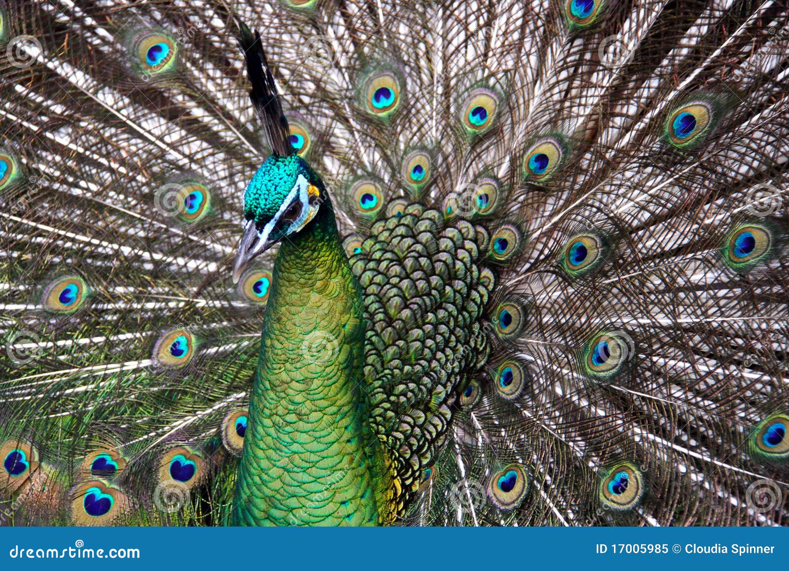 Male Green Peafowl (Peacock) Stock Image - Image of species, pavo: 17005985