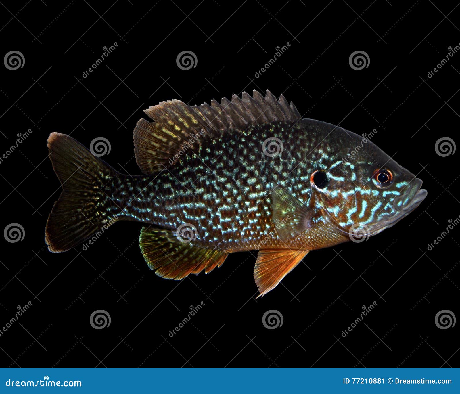 Male Green Sunfish and PumpkinSeed Sunfish Hybrid Isolated on Black Stock  Image - Image of sunfish, isolated: 77210881