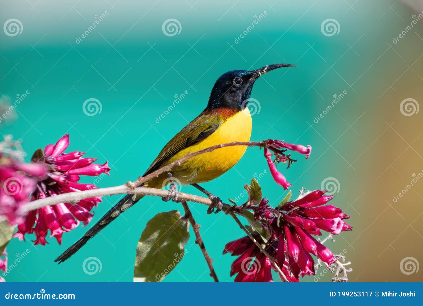 Male Green-tailed Sunbird Photographed in Sattal, India Stock Image ...