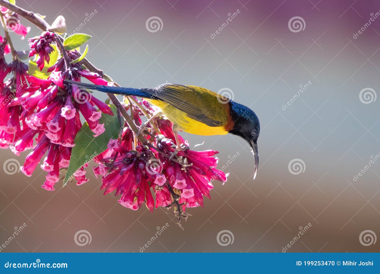 Male Green-tailed Sunbird Photographed in Sattal, India Stock Photo ...