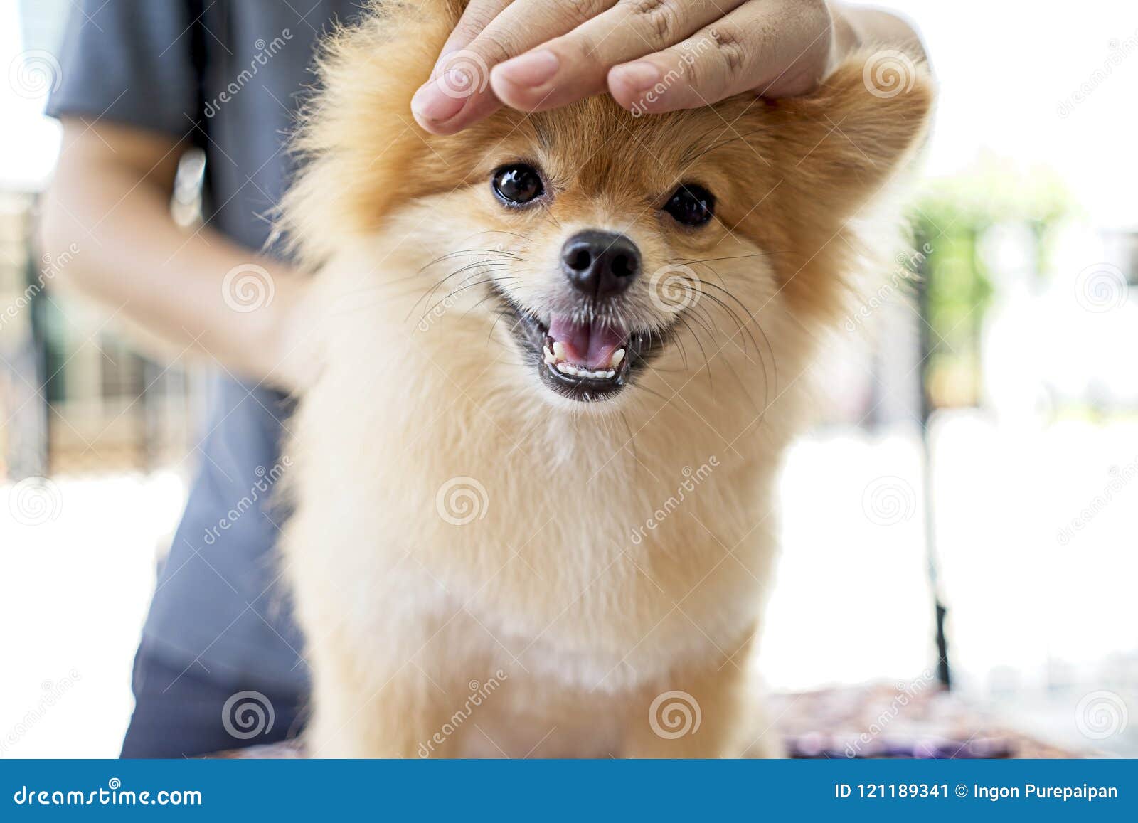 Male Groomer Haircut Pomeranian Dog on the Table of Outdoor. Process of Final Shearing of a Dog`s Hair with Scissors Stock Image - Image of brush, hand: 121189341 Male Groomer Haircut Pomeranian Dog on the Table of Outdoor. Process of Final Shearing of a Dog`s Hair with Scissors Stock Image - Image of brush, hand: 121189341
