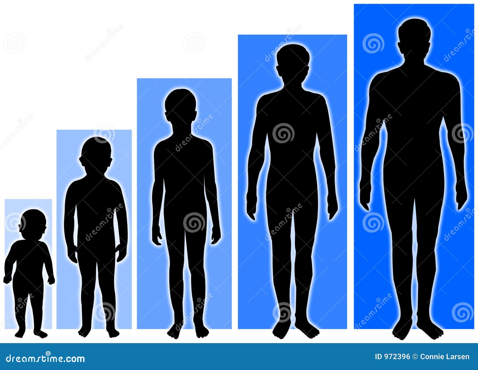 Human Body Growth Chart