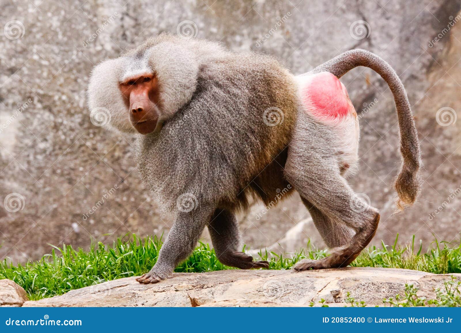 male hamadryas baboon