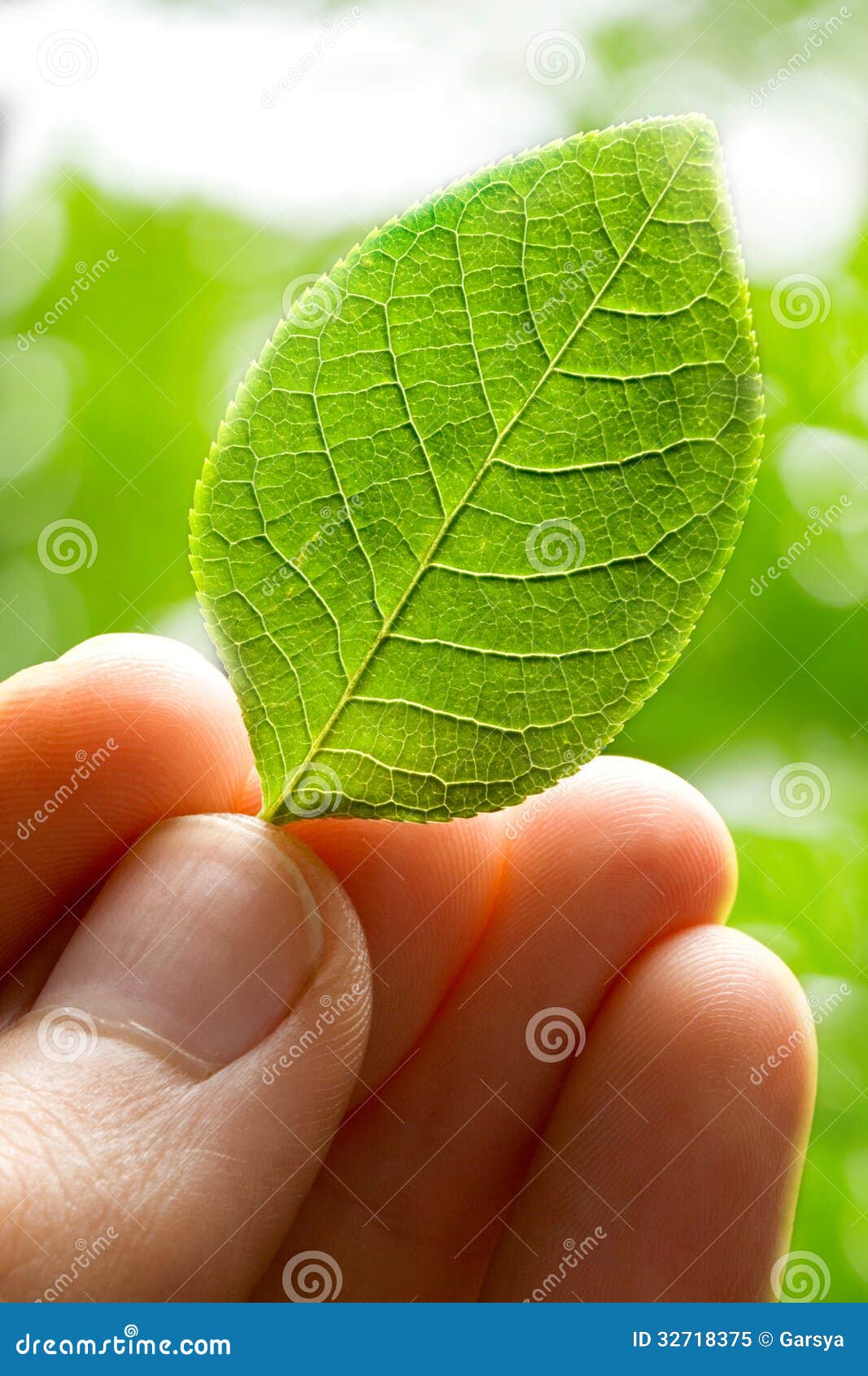 Male hand holding leaf stock image. Image of bright, concept 32718375