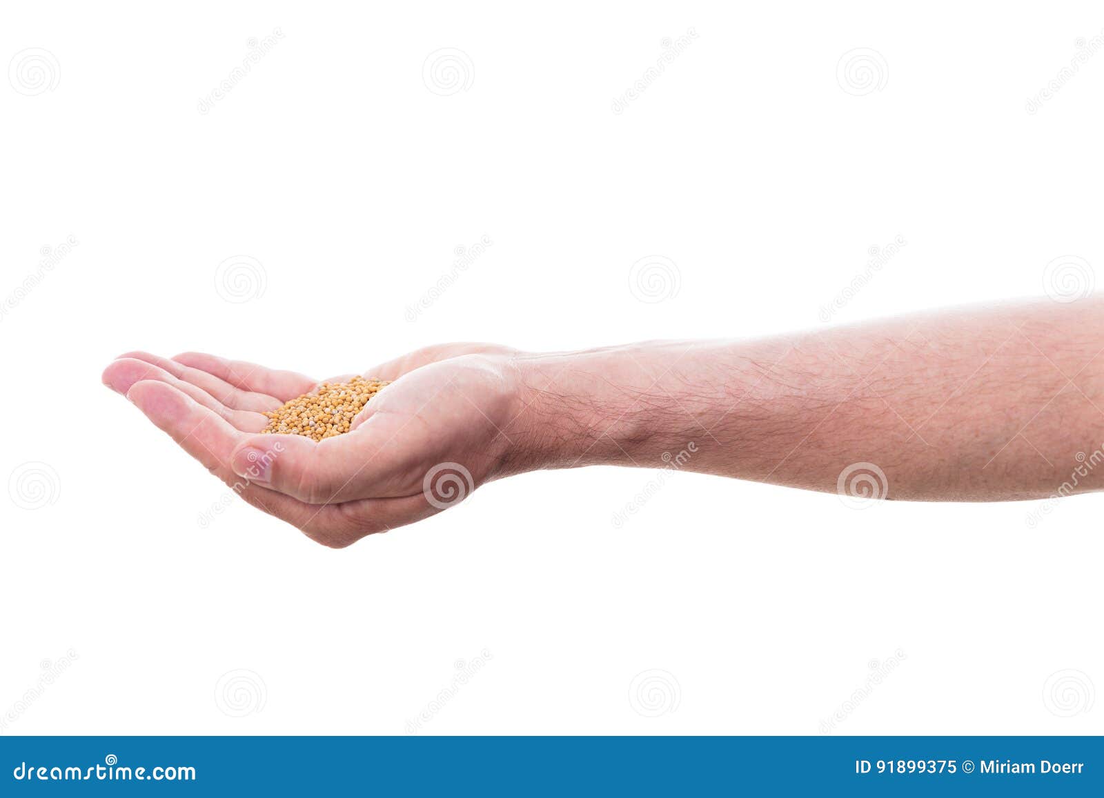 Male Hand is Holding Mustard Seed Stock Image Image of immune