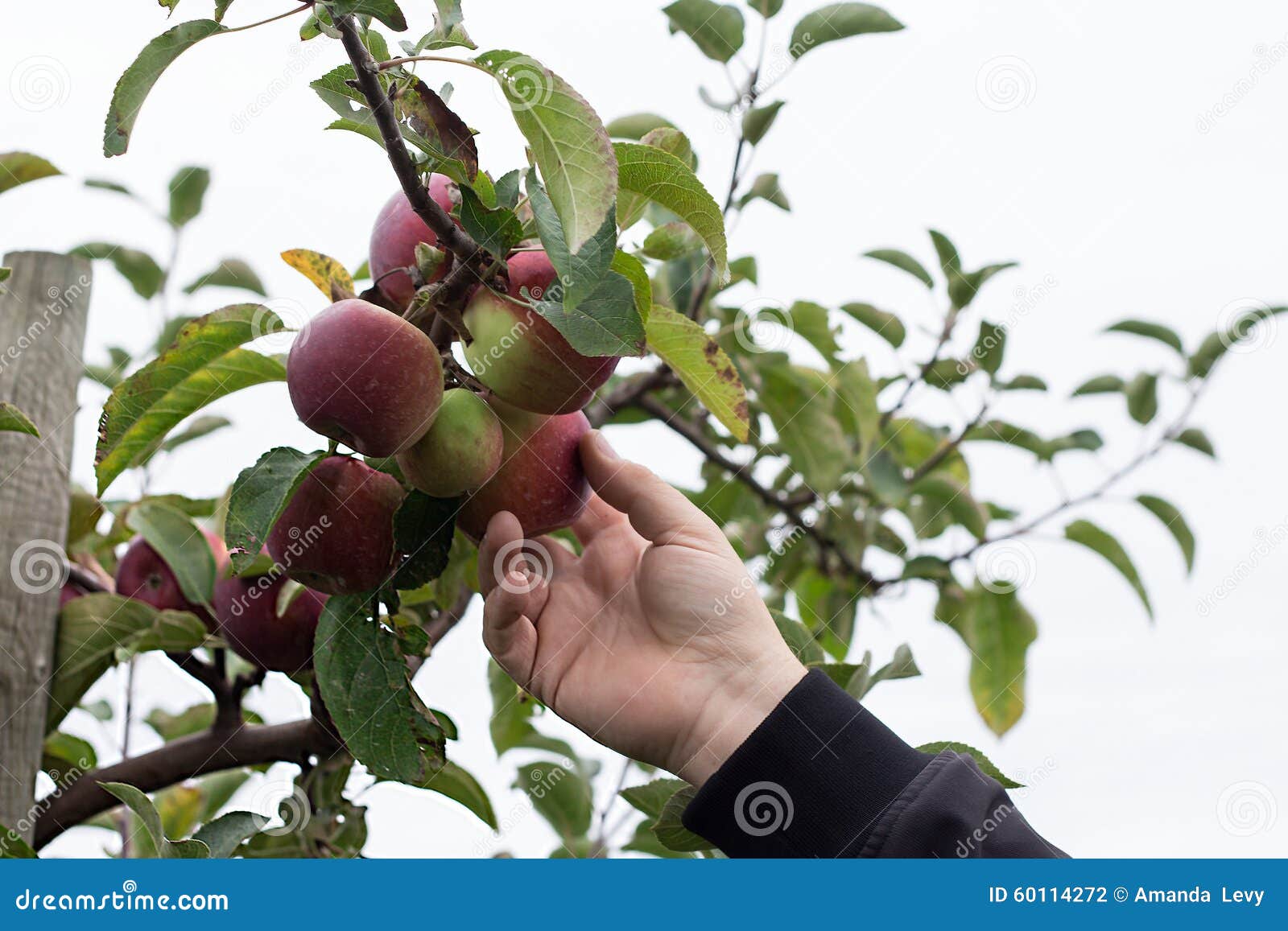 male hand picking macintosh apple from the tree