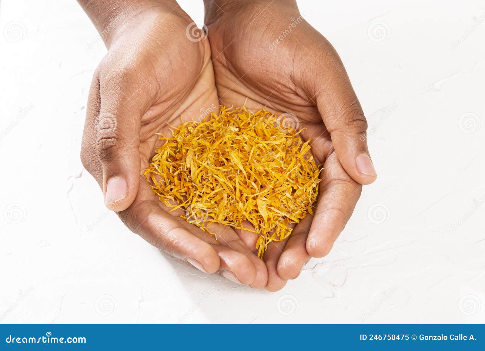 male hands holding dried calendula flowers - calendula officinalis