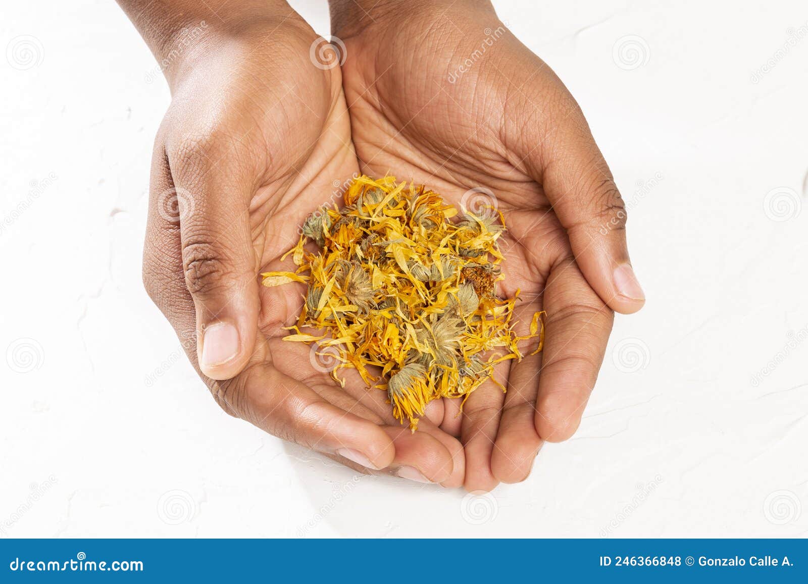 male hands holding dried calendula flowers - calendula officinalis